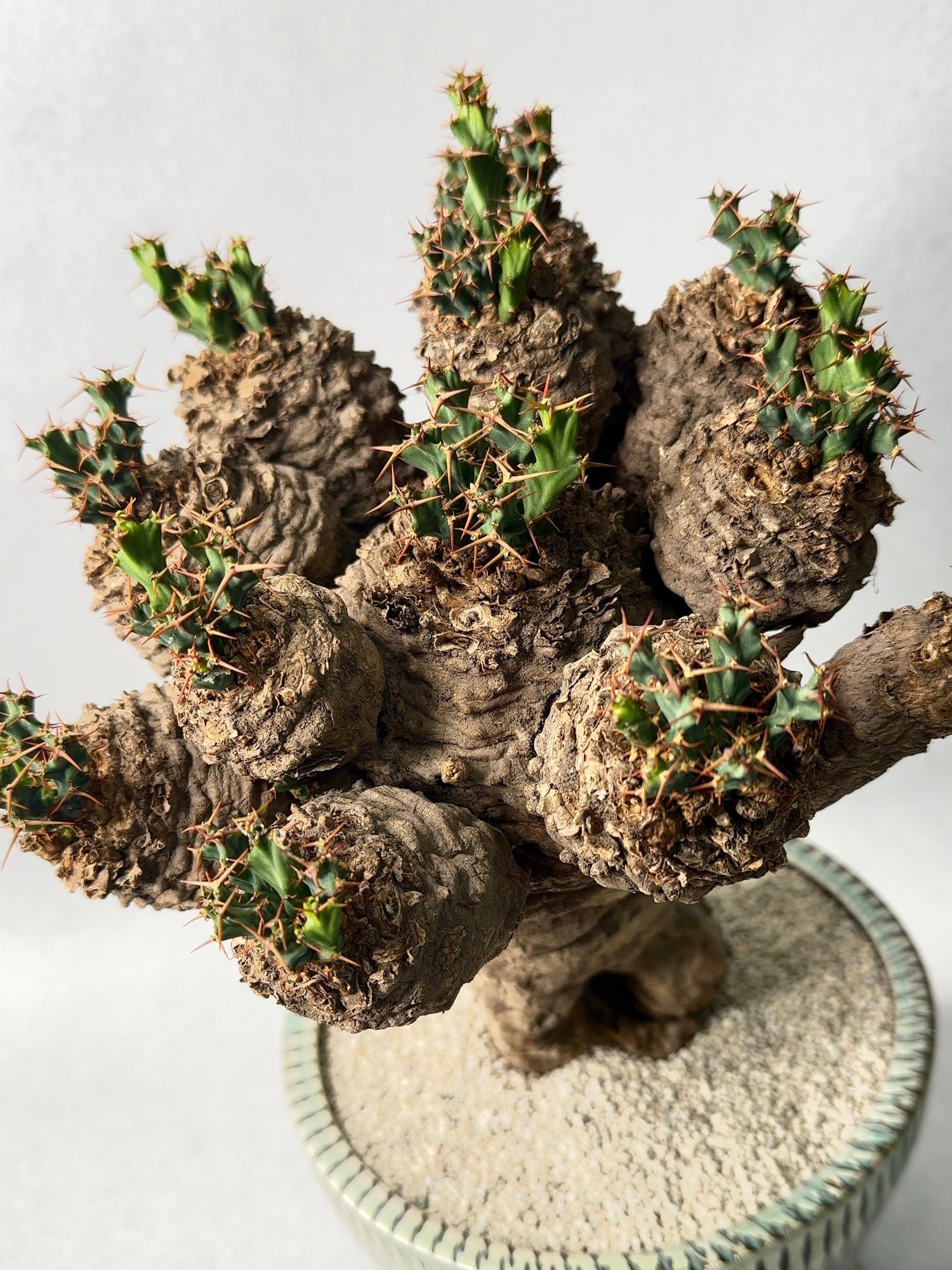 ユーフォルビア・クラビゲラ | trigger