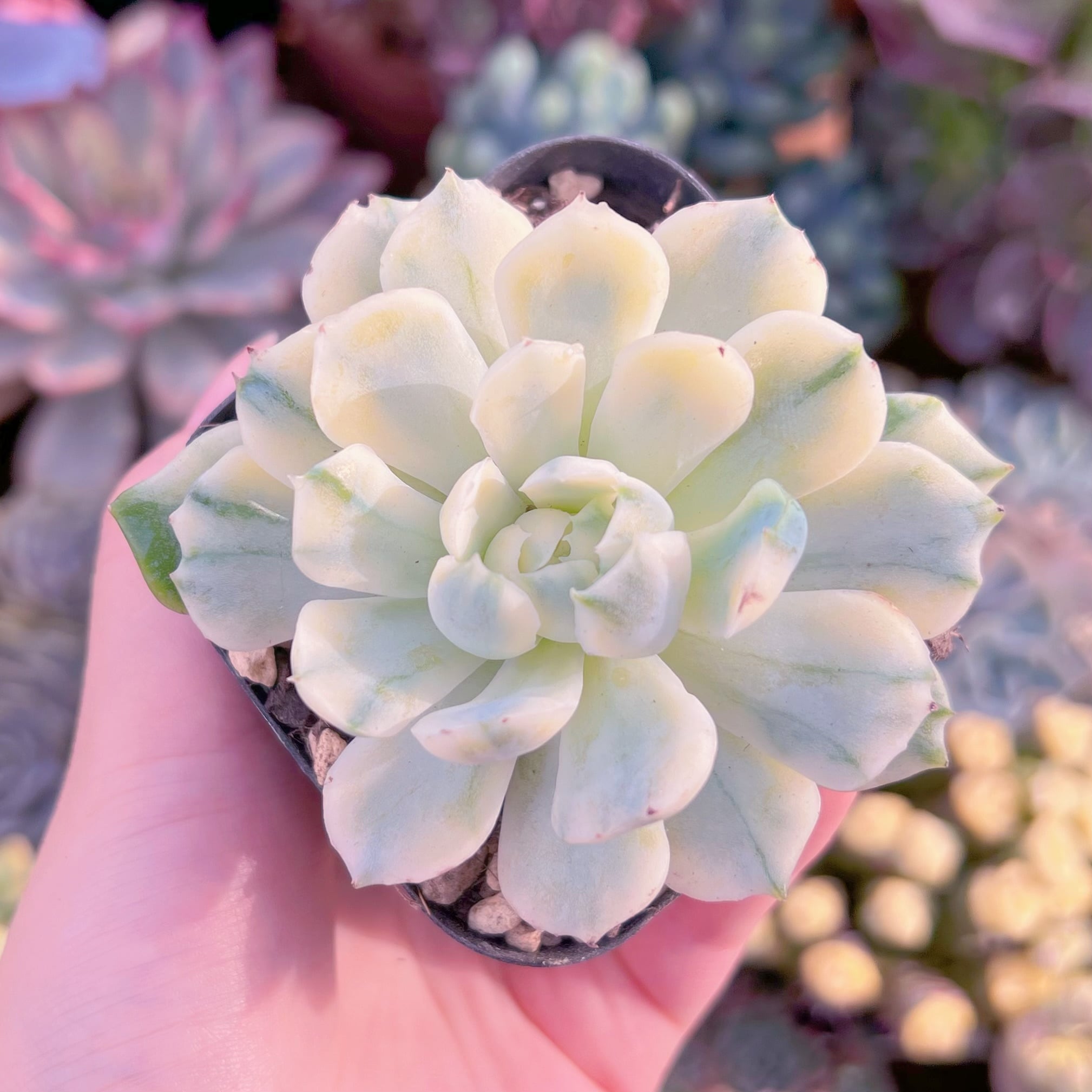 現品 クリームベリー錦#597 るる農園 | るる農園~多肉植物専門