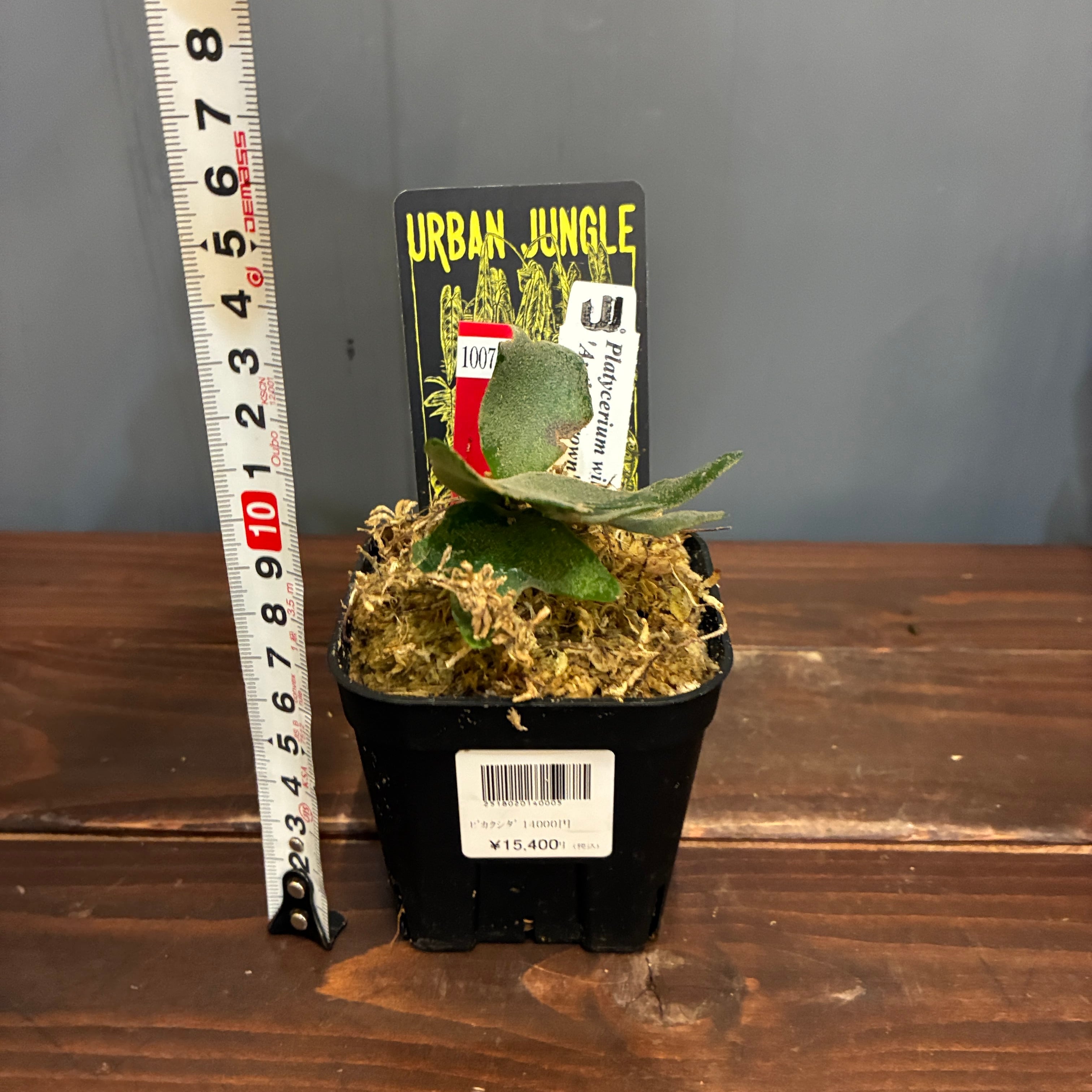 抽選販売】【限定価格】【UJ】ビカクシダ イエロームーンドワーフ