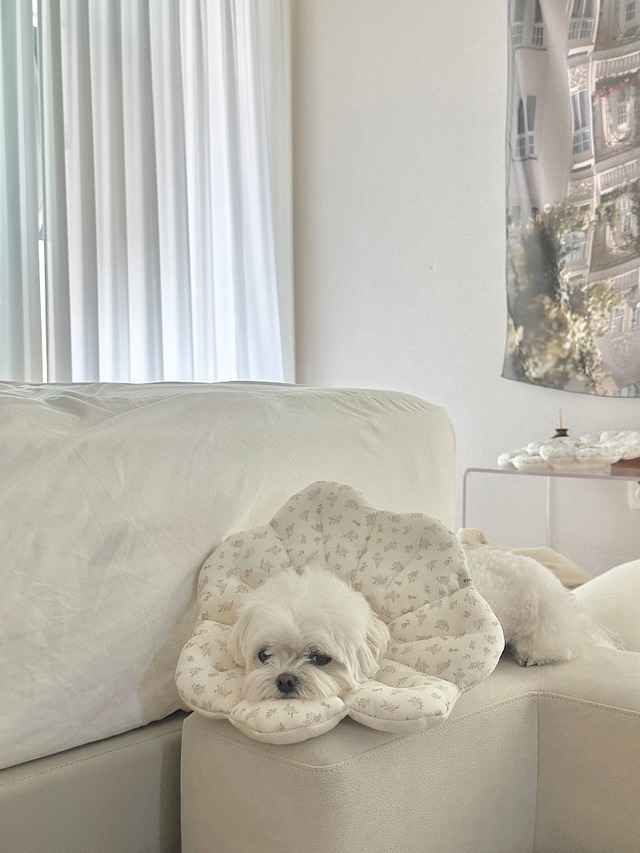 〈即納アイテム〉EYOU  ネックカラー / ピアナネックカラー(ミルクフラワー)S、Mサイズ