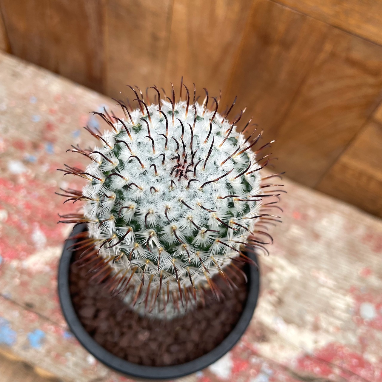 Mammillaria perezdelarosae【マミラリア・ペレスデラロサエ】