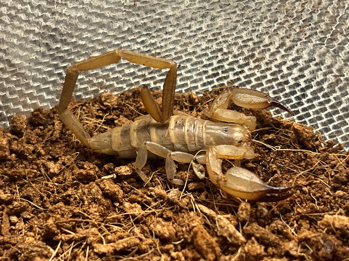 ラストペア ガディムスコーピオンHemiscorpius lepturusサソリ 全長4cm程 タランチュラムカデセンチピードビネガロンアカヘリエンマ蜘蛛