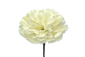 カーネーションC-I1 薄アイボリー　(15輪入りor25輪入り)