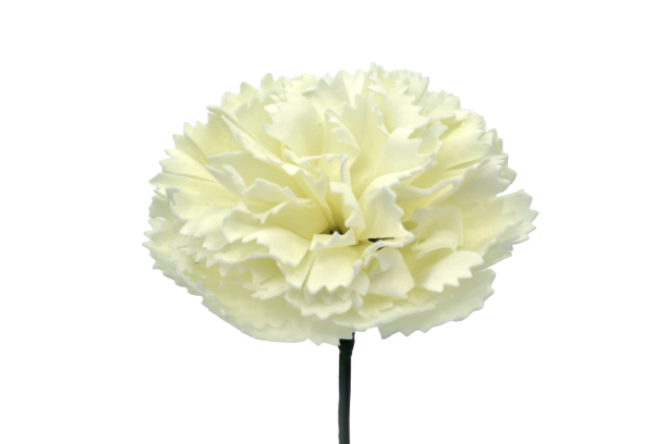 カーネーションC-I1 薄アイボリー (15輪入りor25輪入り)