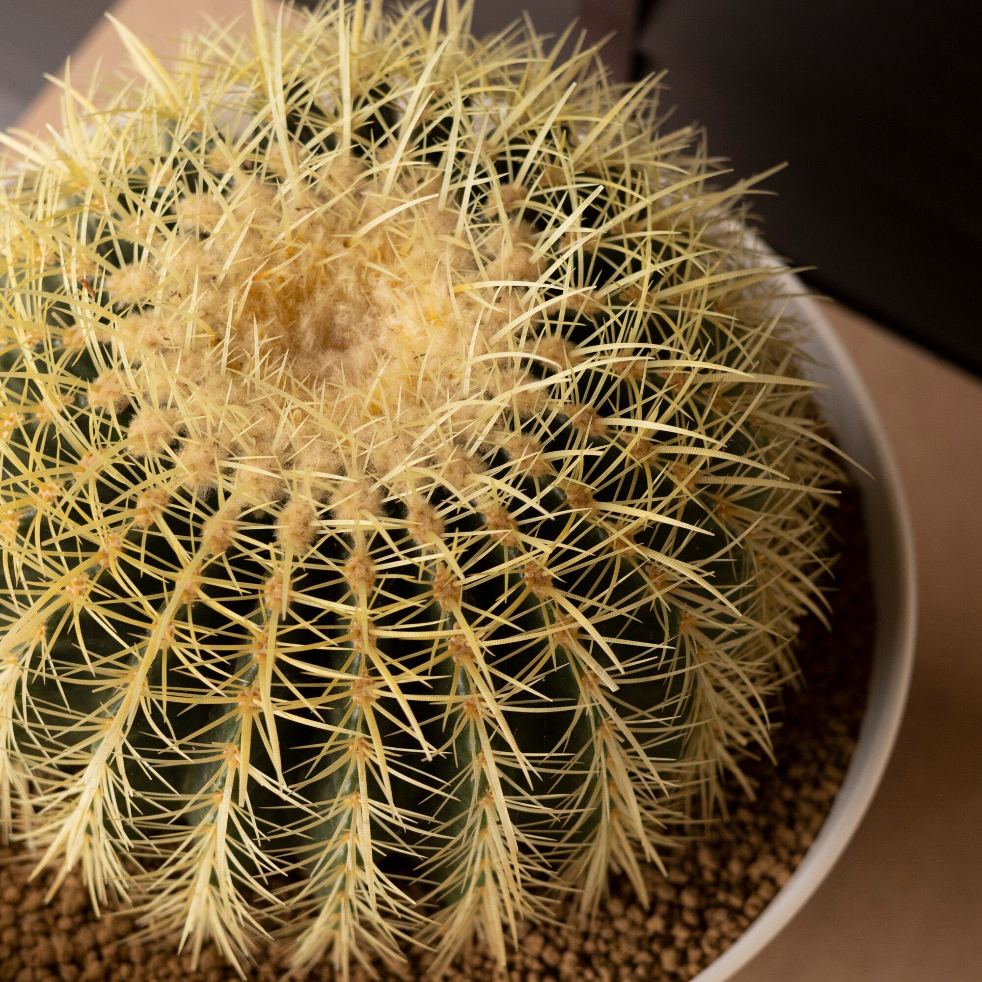 金鯱 サボテン Kinsyachi Echinocactus grusonii 特大 36cm フレグラー