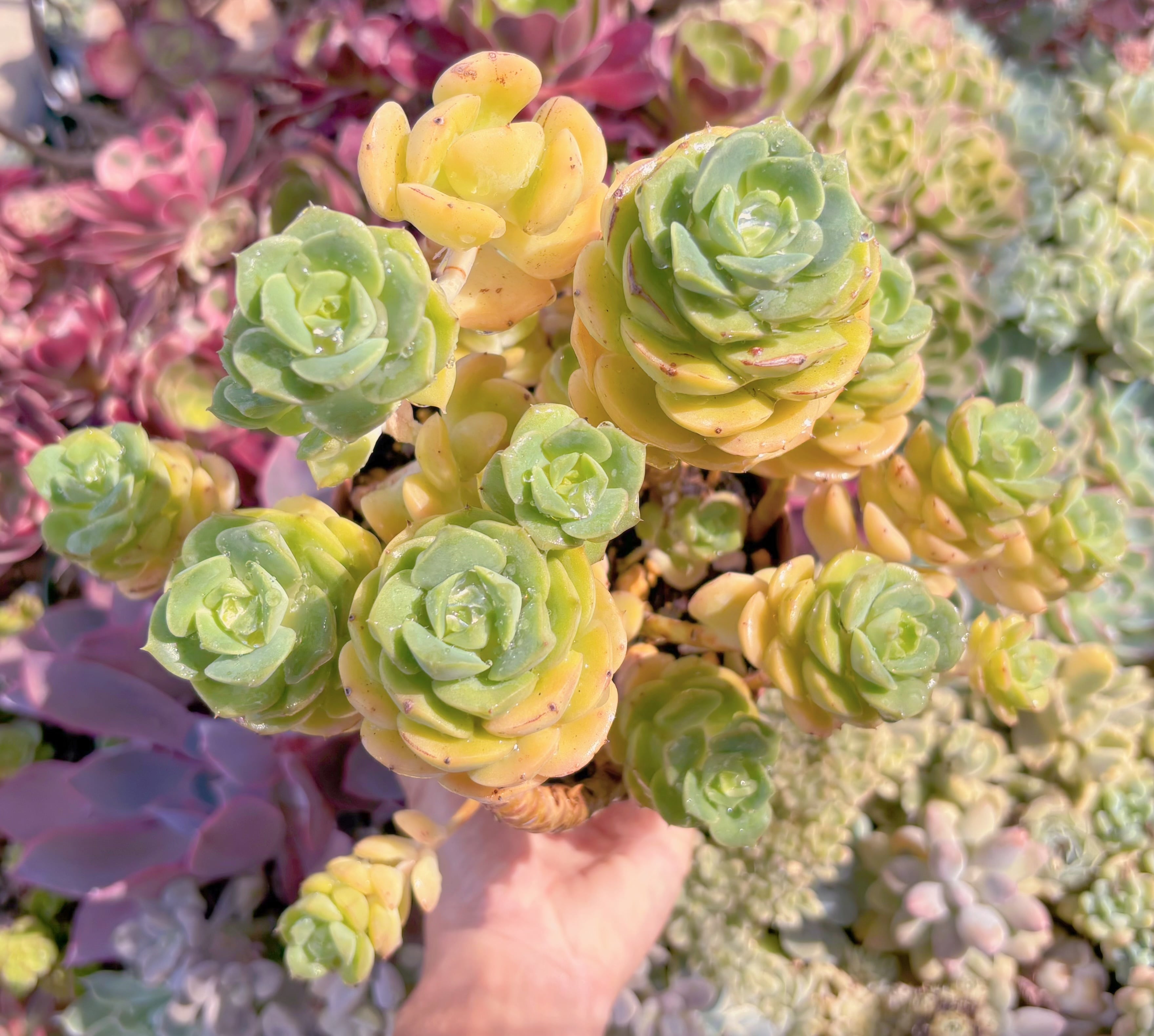 現品　Echeveria semnan#B67　群生　るる農園
