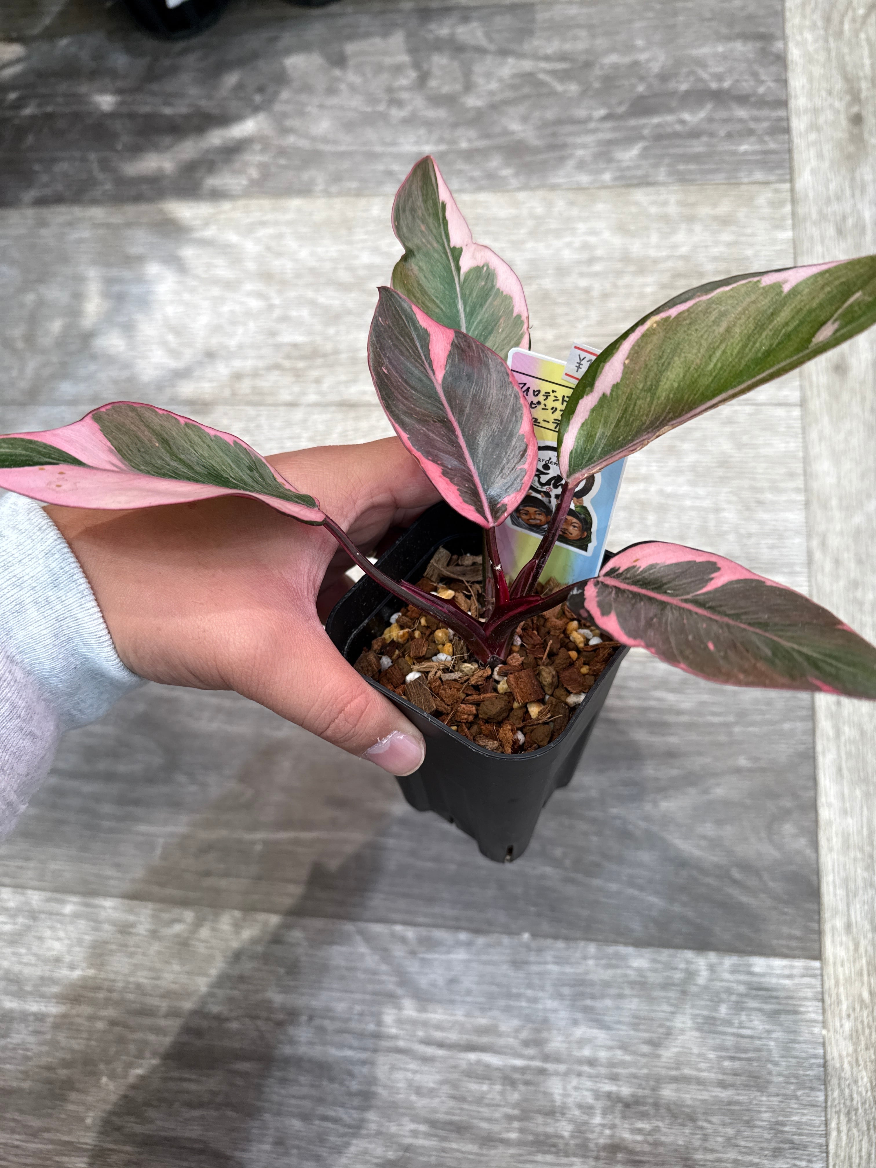 ①フィロデンドロン ピンクプリンセス