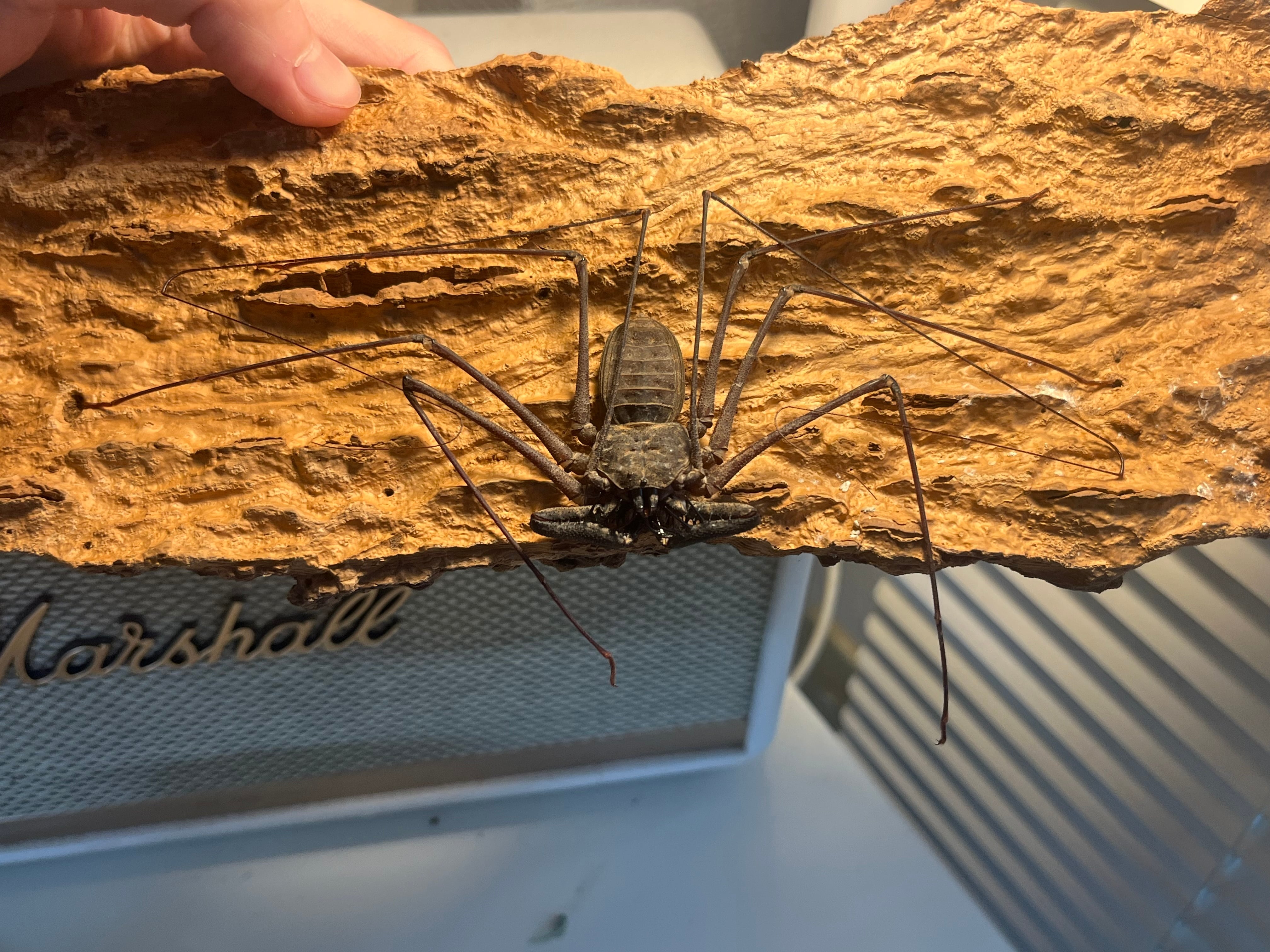 LAST南米腕虫】Heterophrynus elephasウデムシ ヒヨケムシ 三大奇蟲