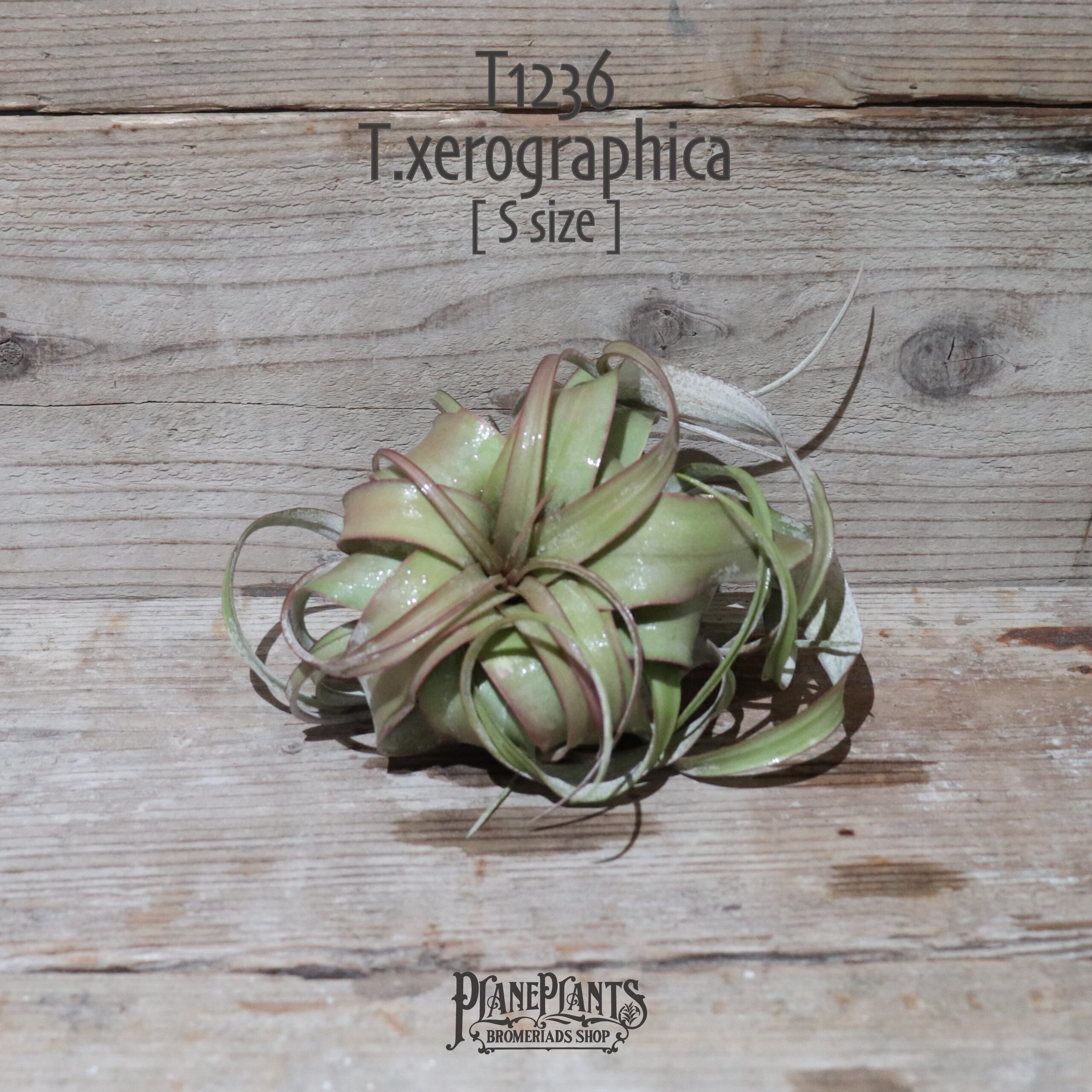 【送料無料】キセログラフィカ S 〔エアプランツ〕現品発送T1236