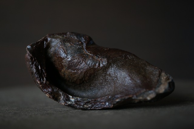 古代クジラ耳骨 Whale Otolith 1766