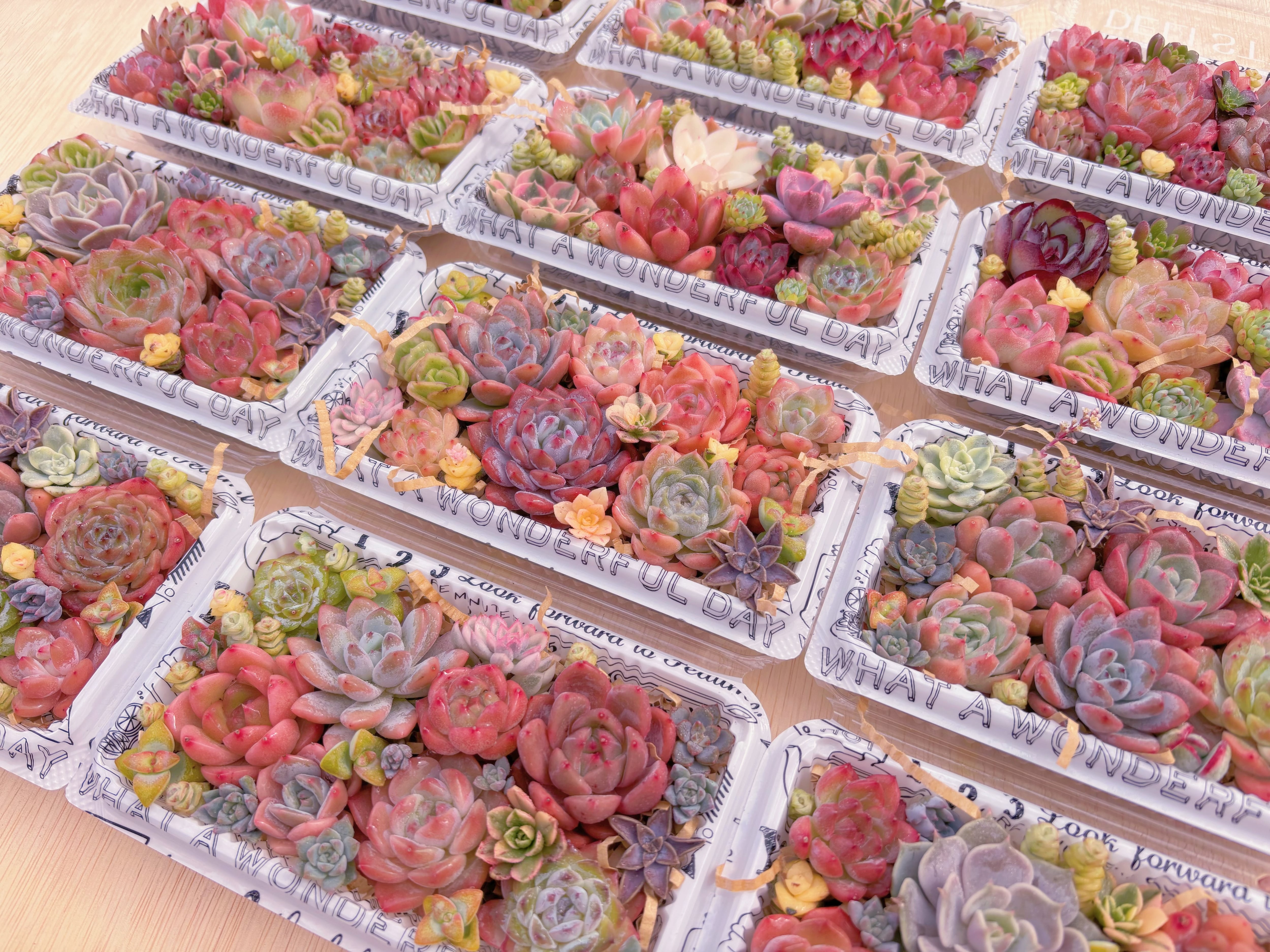 ☆寄せ植え用セット☆ 新入荷 | るる農園~多肉植物専門
