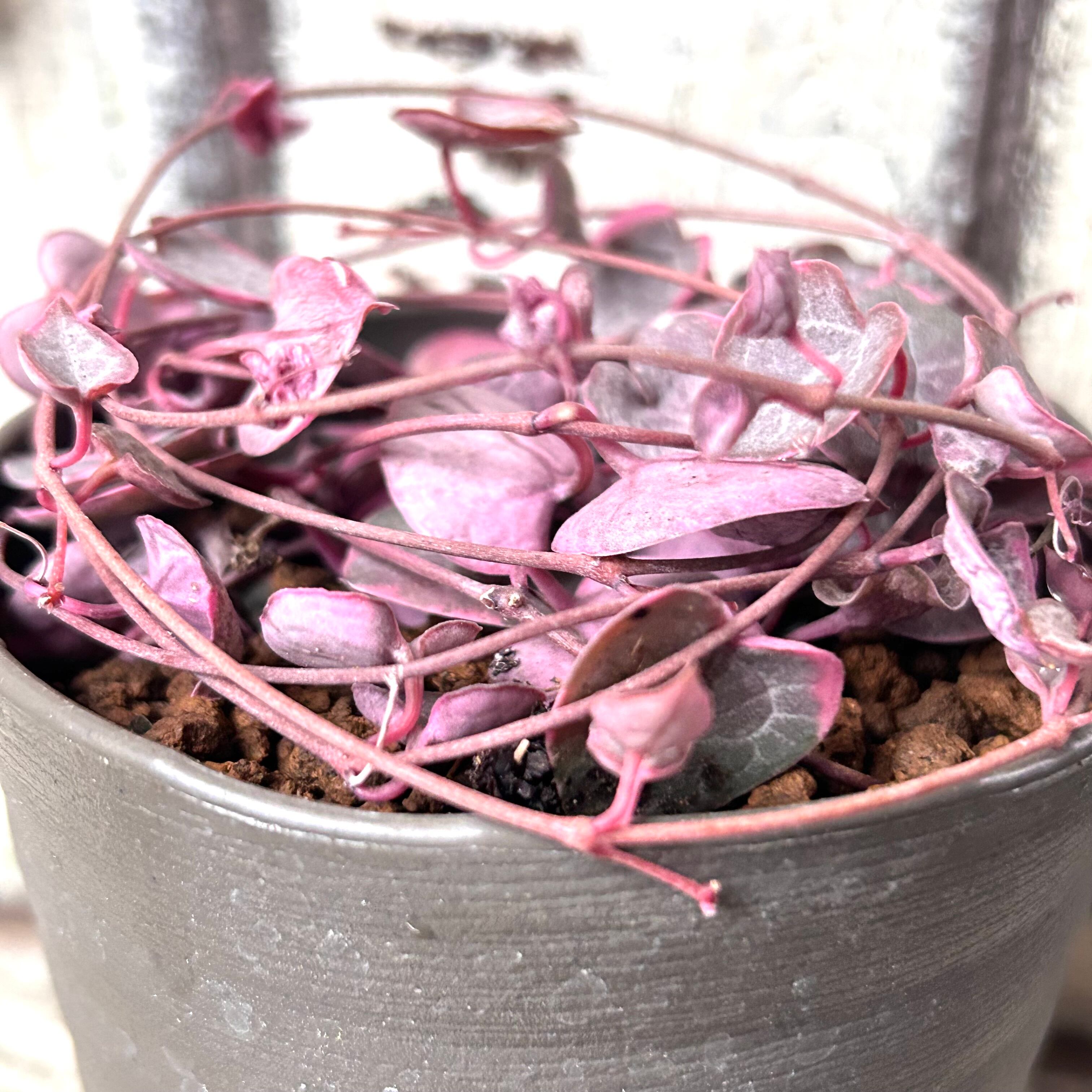 ✼斑入り ハートカズラ 多肉 ピンクリーフ no65