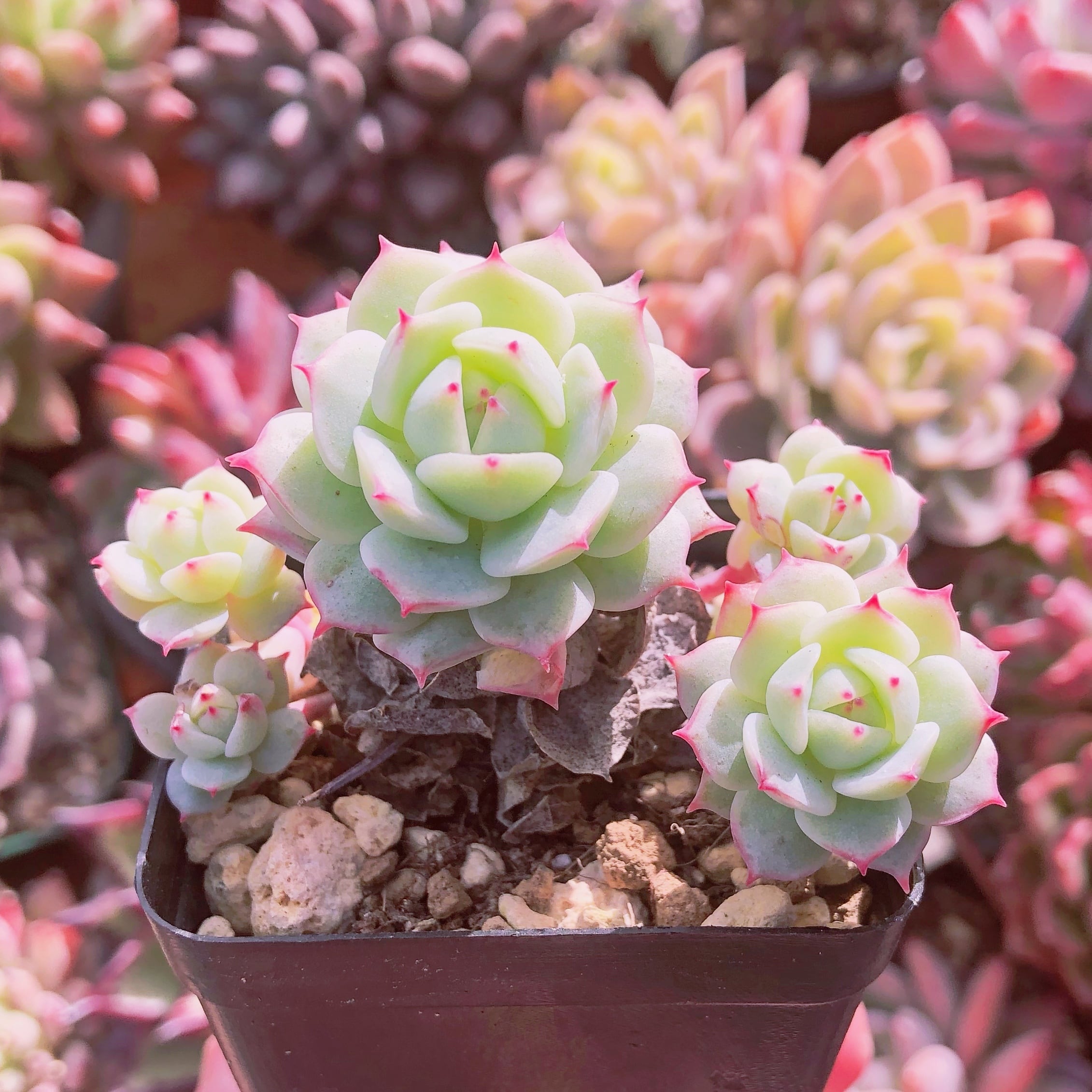 ご確認用　多肉植物　Echeveria 'Vincent Catto' ✖︎静夜