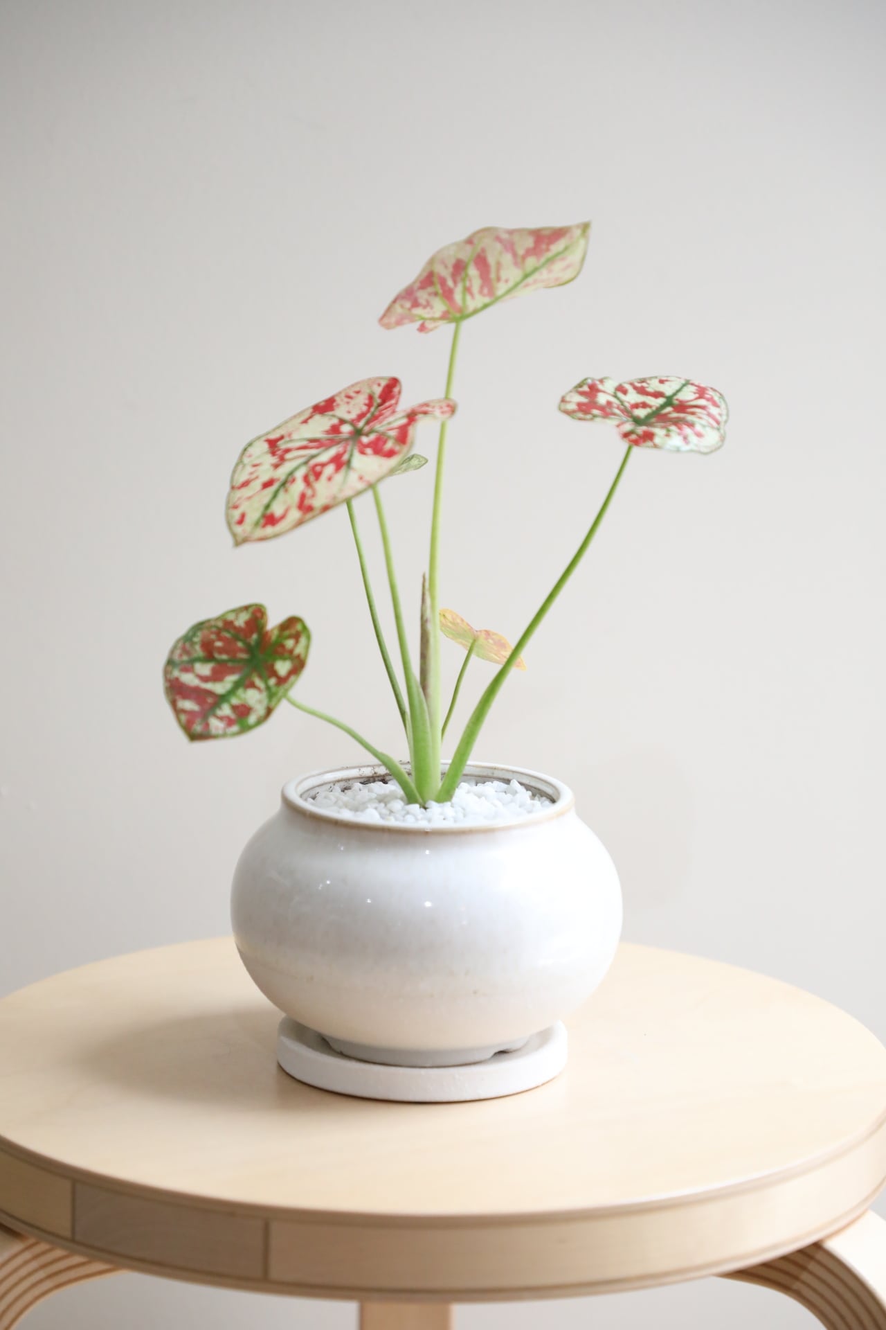 S】カラジウム ユニバース/Caladium | 【厳選植物・器】MIDORI DOUMEI