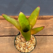 【新着3日限定10%OFF】ネオレゲリア エルトニアナ【1057】