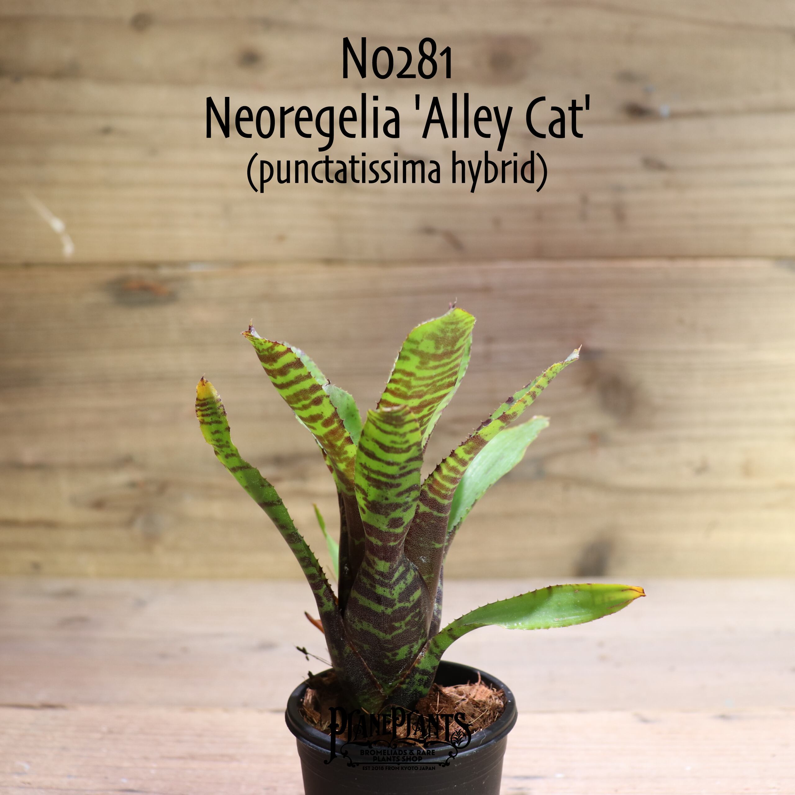 【送料無料】Neoregelia 'Alley Cat'〔ネオレゲリア〕現品発送N0281 | plane plants powered by BASE