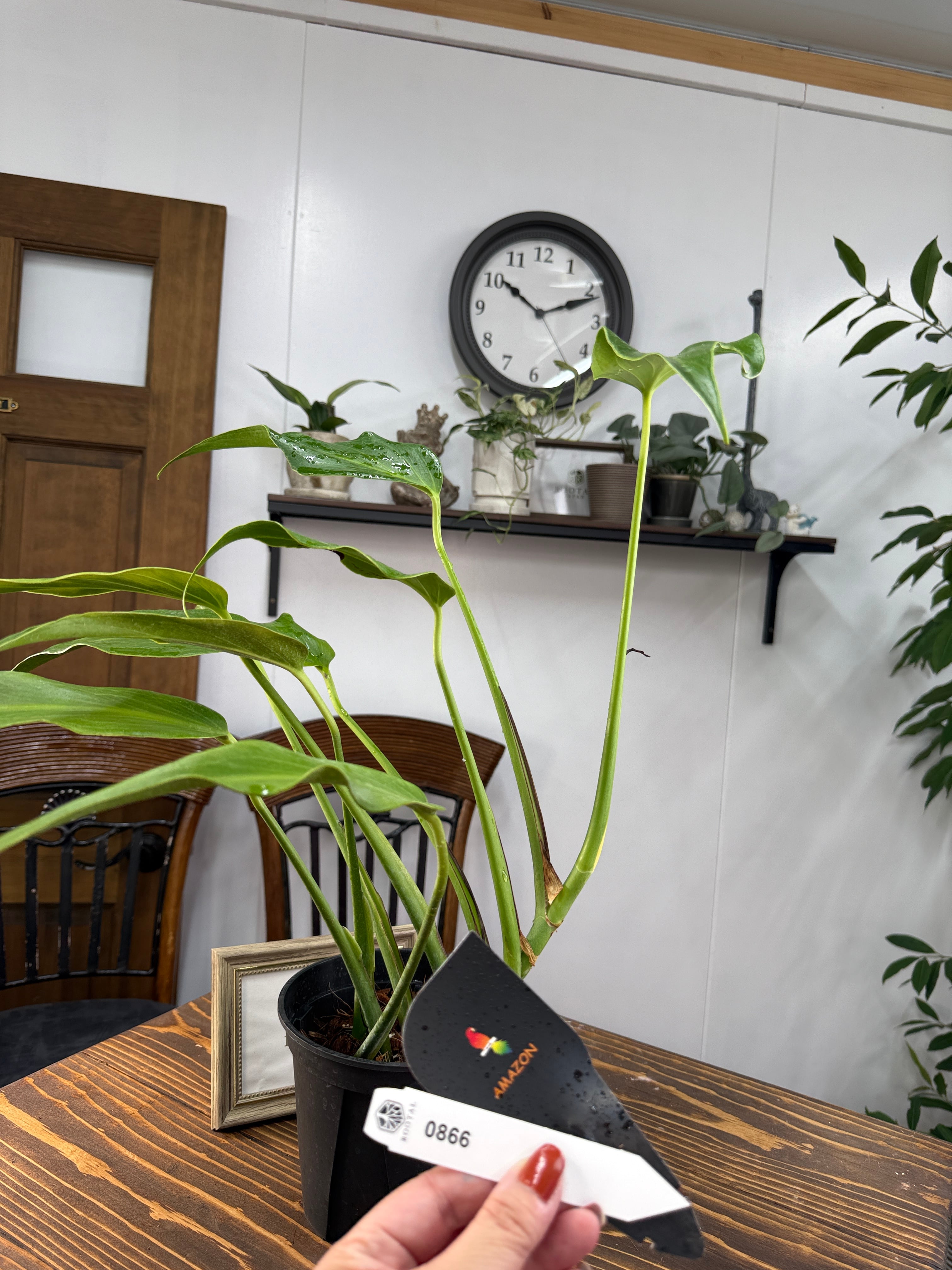 ★866【未来へ広がる造形美の予感】モンステラ バールマルクスフレーム(5号ポット)