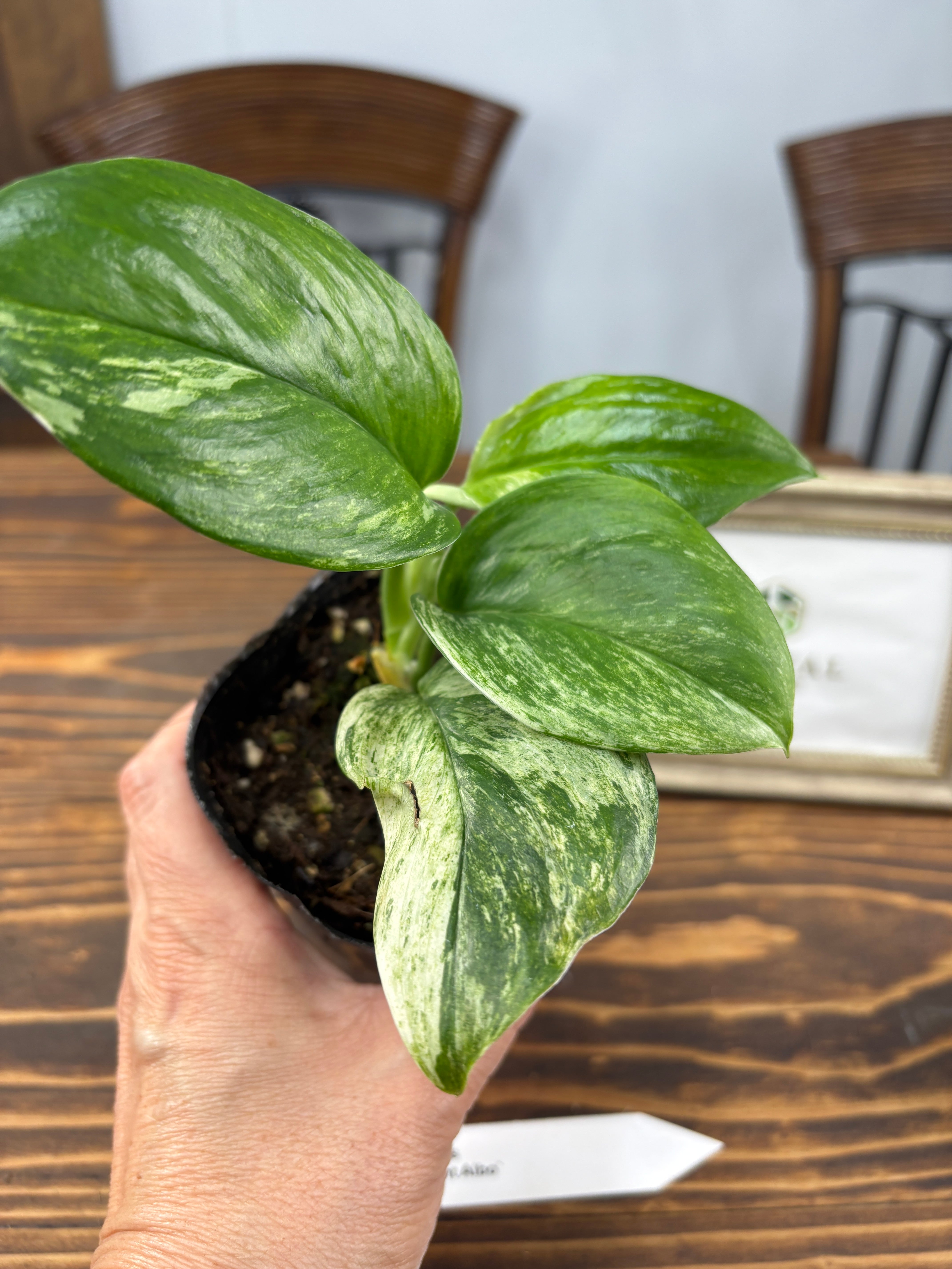 ☆1057 【超レア】スキンダプサス ムーンライト アルボ （3号ポット