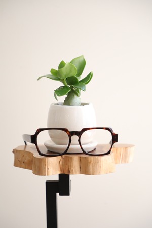 【S】ヒドノフィツム パプアナム/Hydnophytum　※陶器鉢付き