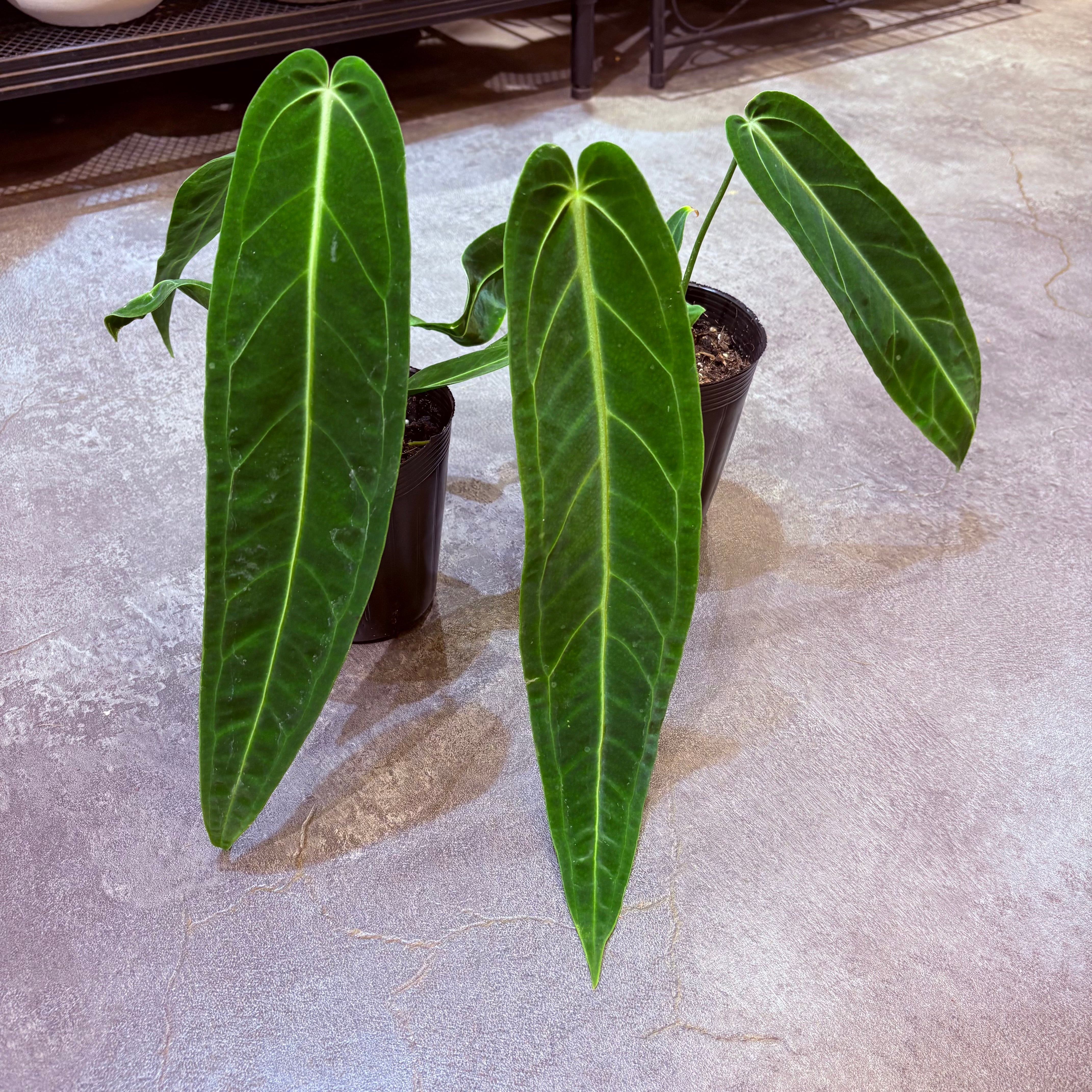 アンスリウム ワロクアナム 3.5号 | Green Vibes 宇都宮市の観葉植物専門店