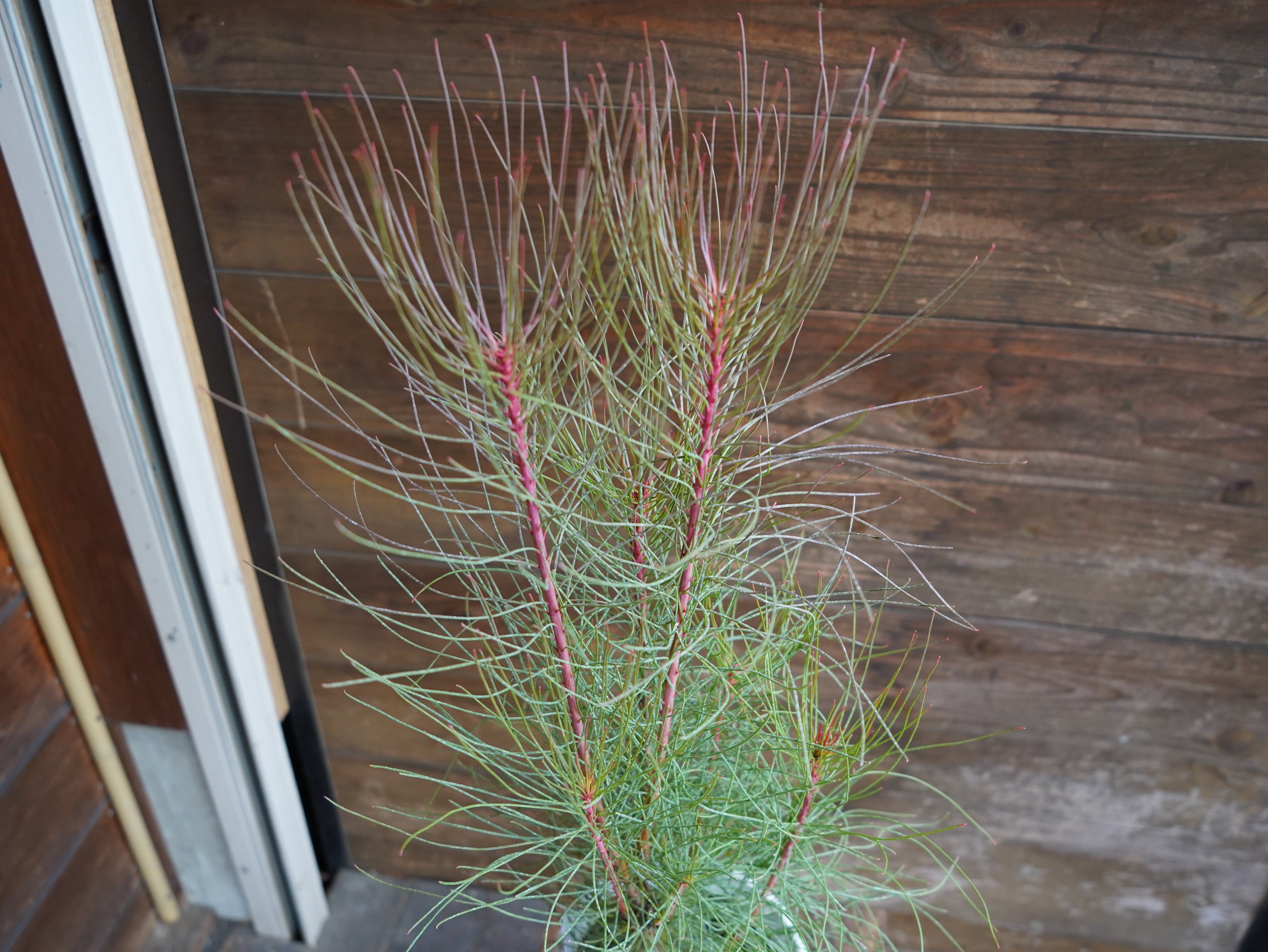 【現物】オーラックス　カンセラータ　”ブロンズヘイズ”　C