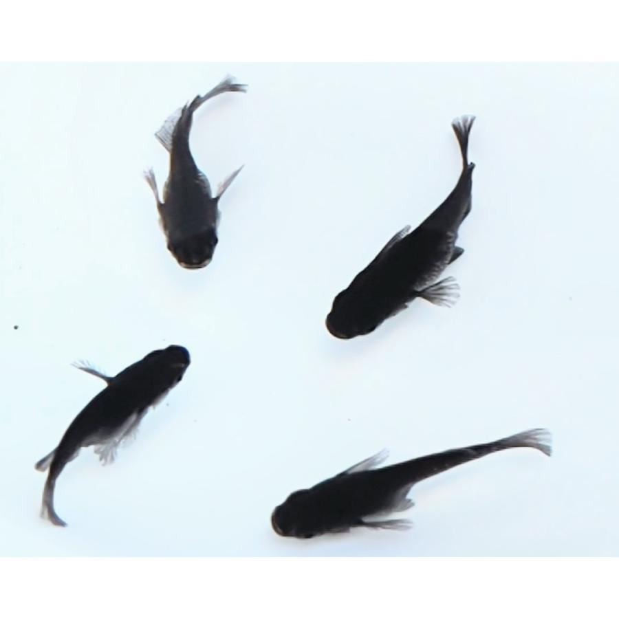 ブラックダイヤ　めだか　2P ブラックダイヤダルマ 若魚2匹1ペア メダカの飼い方 室内・屋外