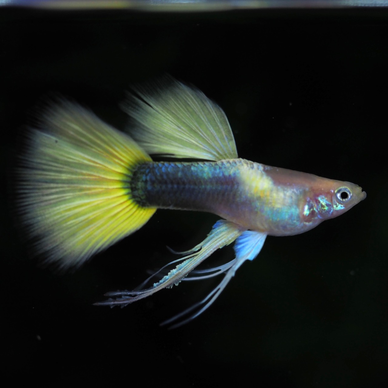 【専用】ゴールデンTaxiリボン　1カルテット＋稚魚40匹