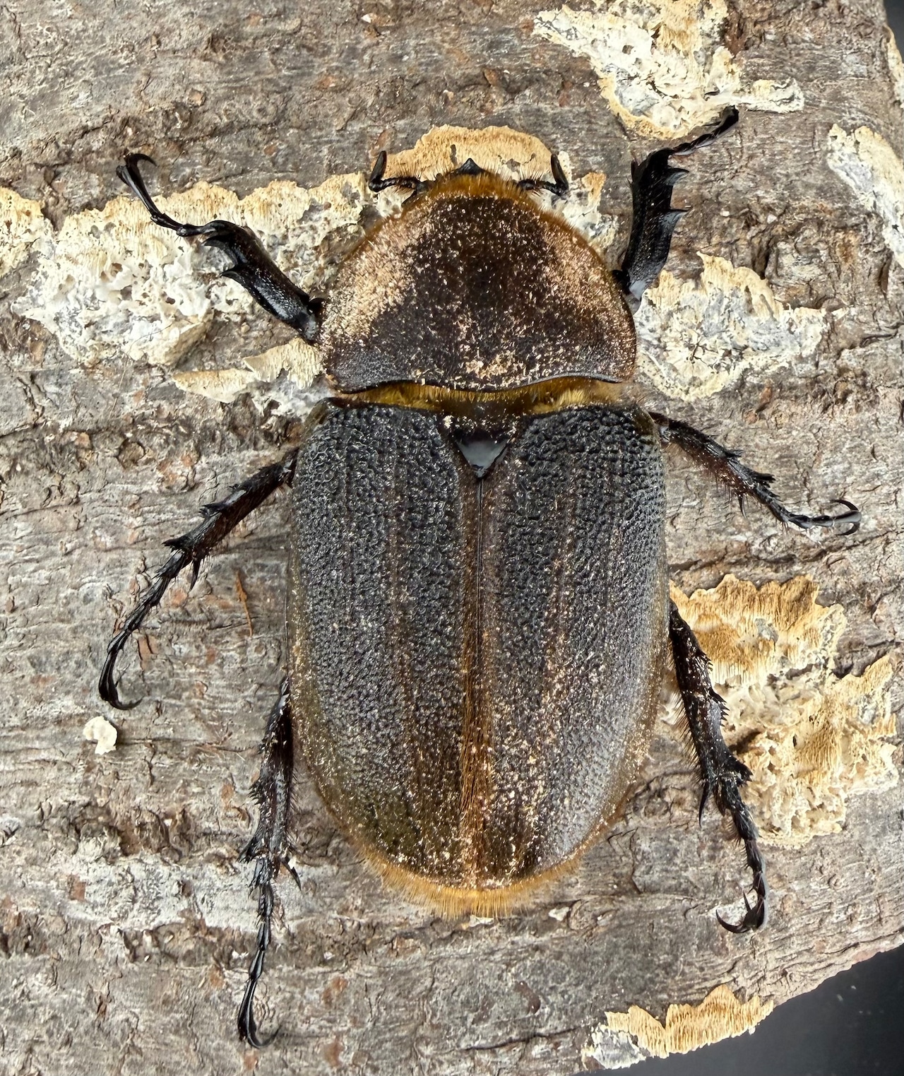 《ヘラクレス・ヘラクレス 優良血統 149mm ペア》