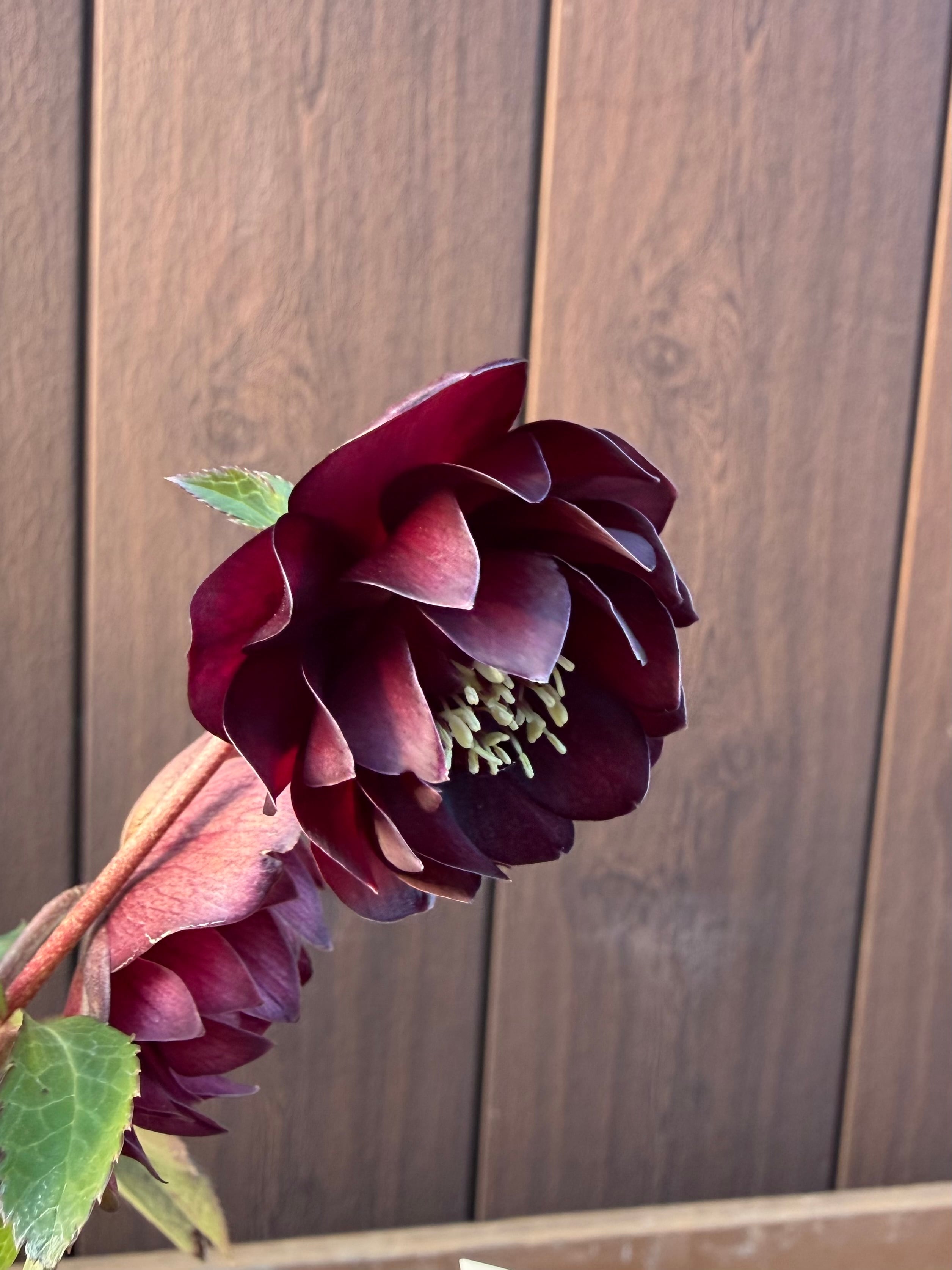 キラメキ☆ディープレッド ※脇芽未確認大特価 加藤農園 クリスマス