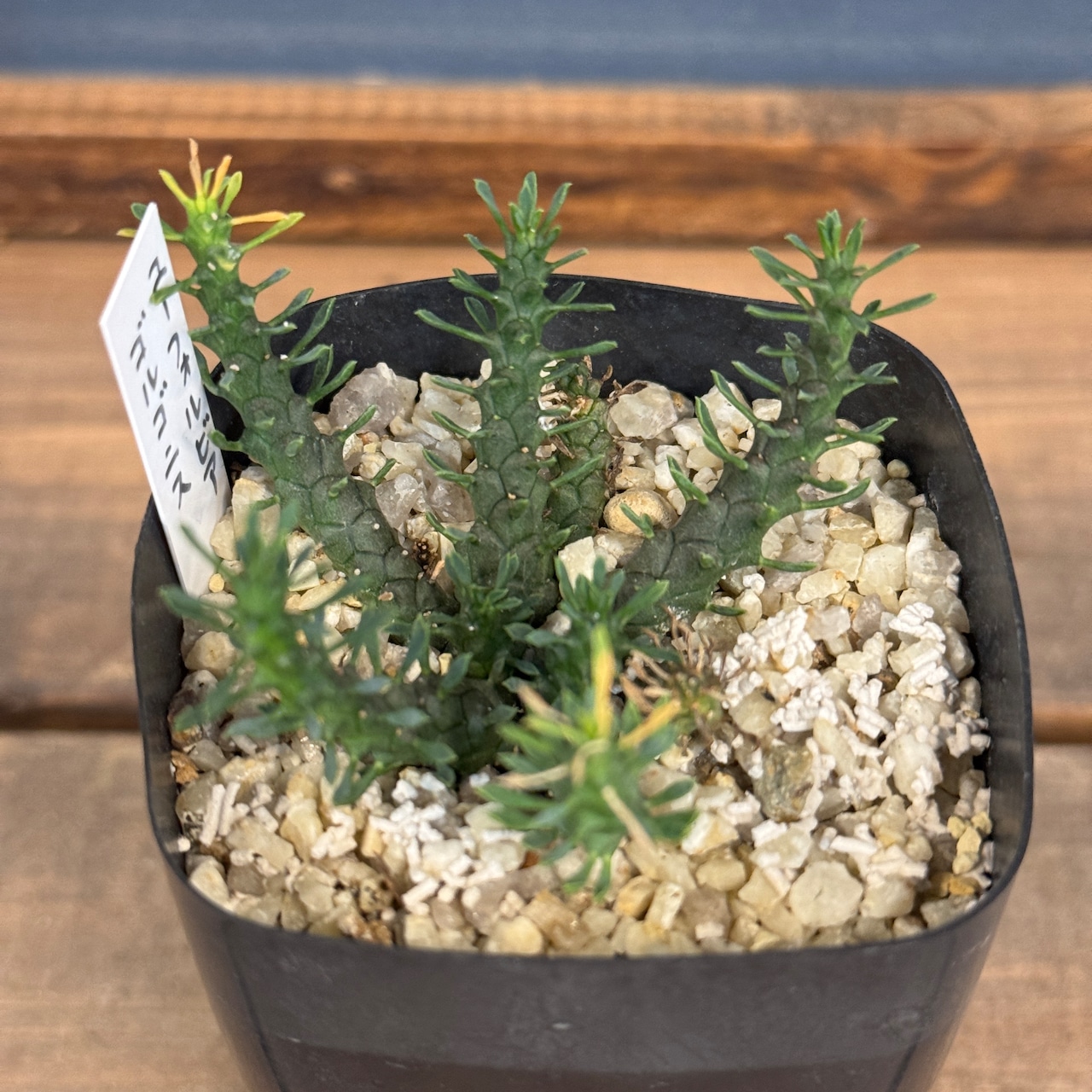 ユーフォルビア・ゴルゴニス【191】