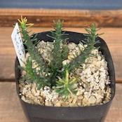 ユーフォルビア・ゴルゴニス【191】