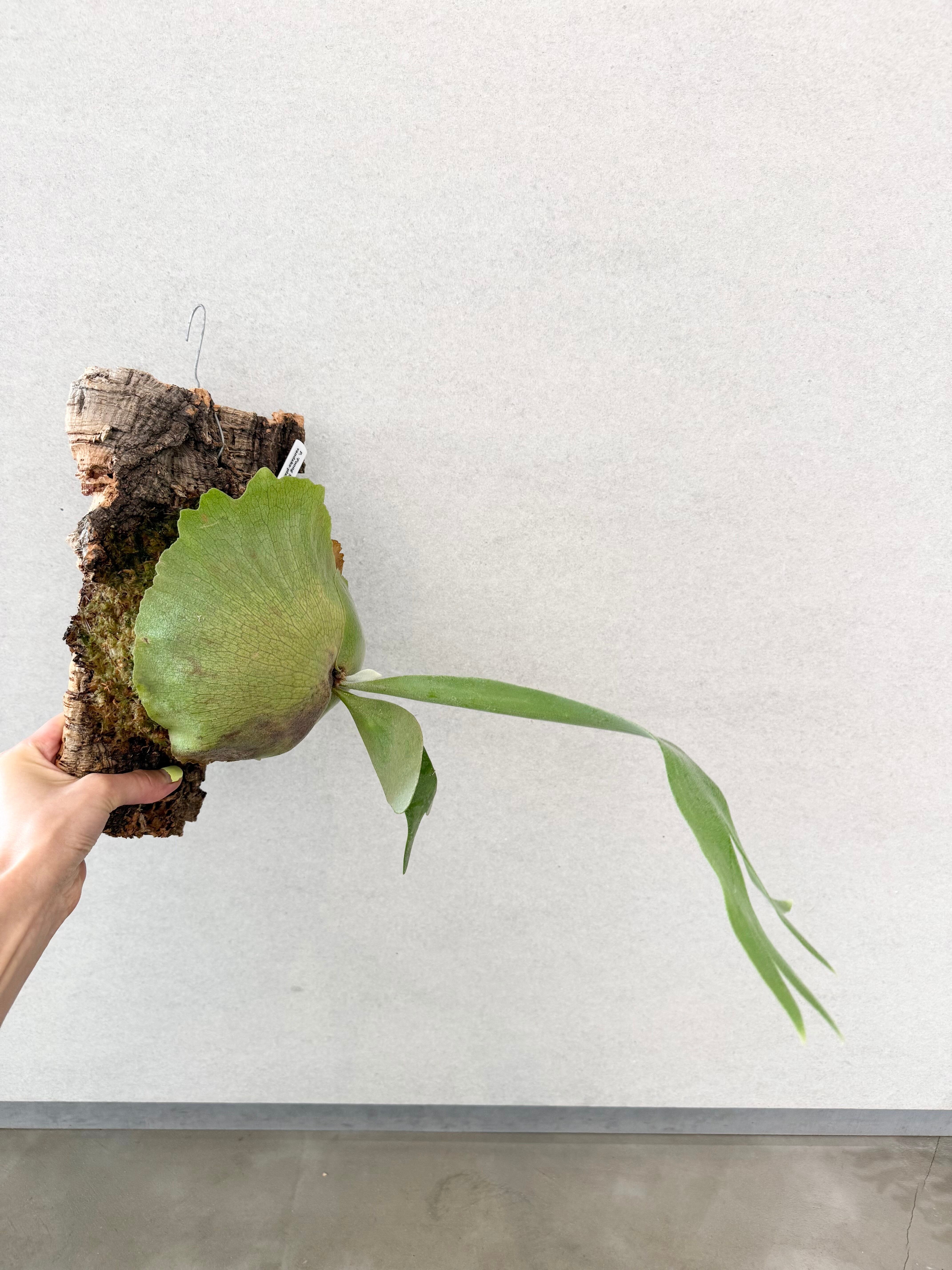 a) P. 'Foong Si Qi' ビカクシダ 'フーンシキ' | vandaka plants