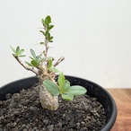 Fouquieria columnaris【フォークイエリア・コルムナリス・観峰玉・実生】