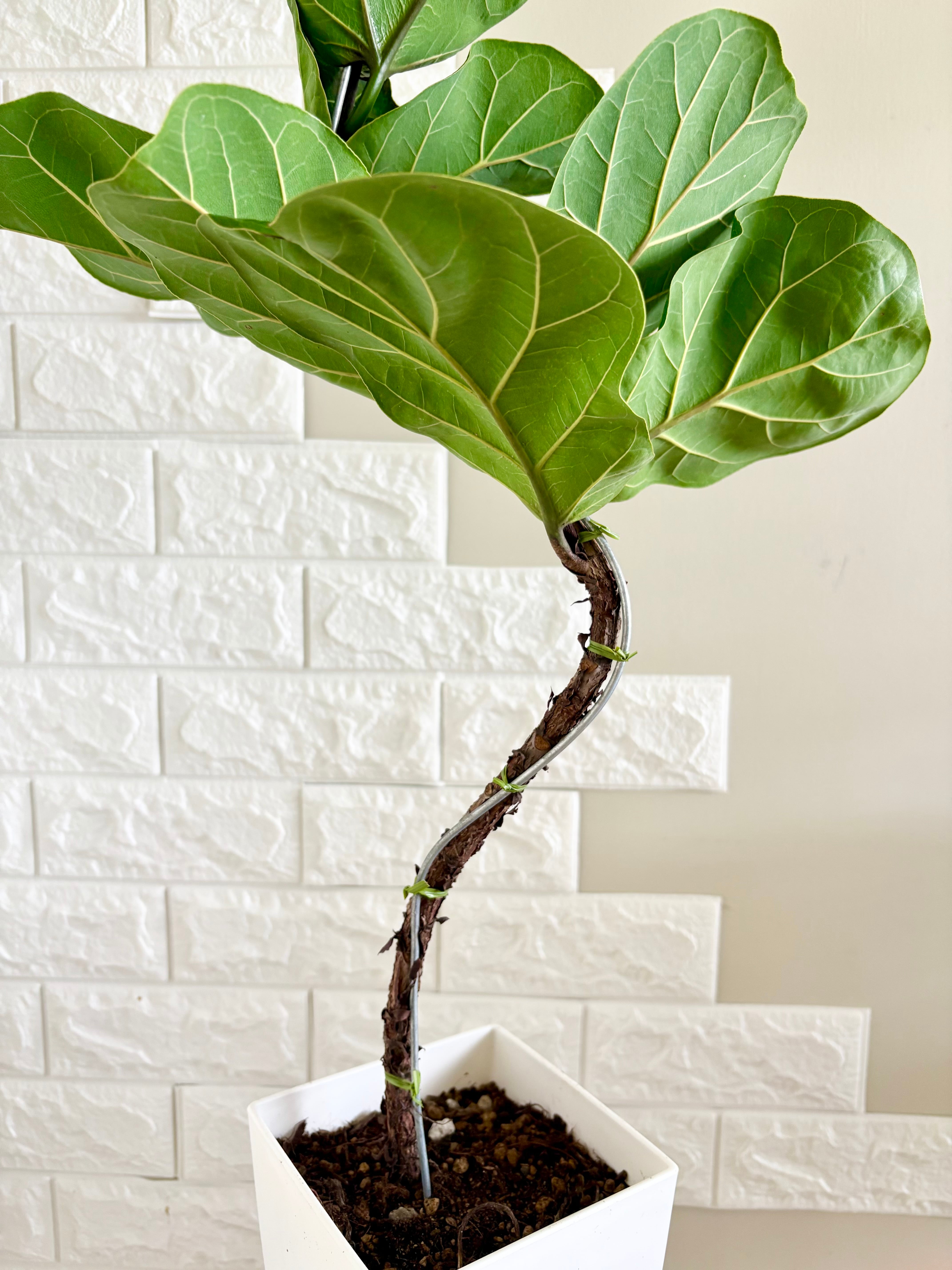 現品】フィカスバンビーノ 曲がり樹形 観葉植物 | 観葉植物のお店