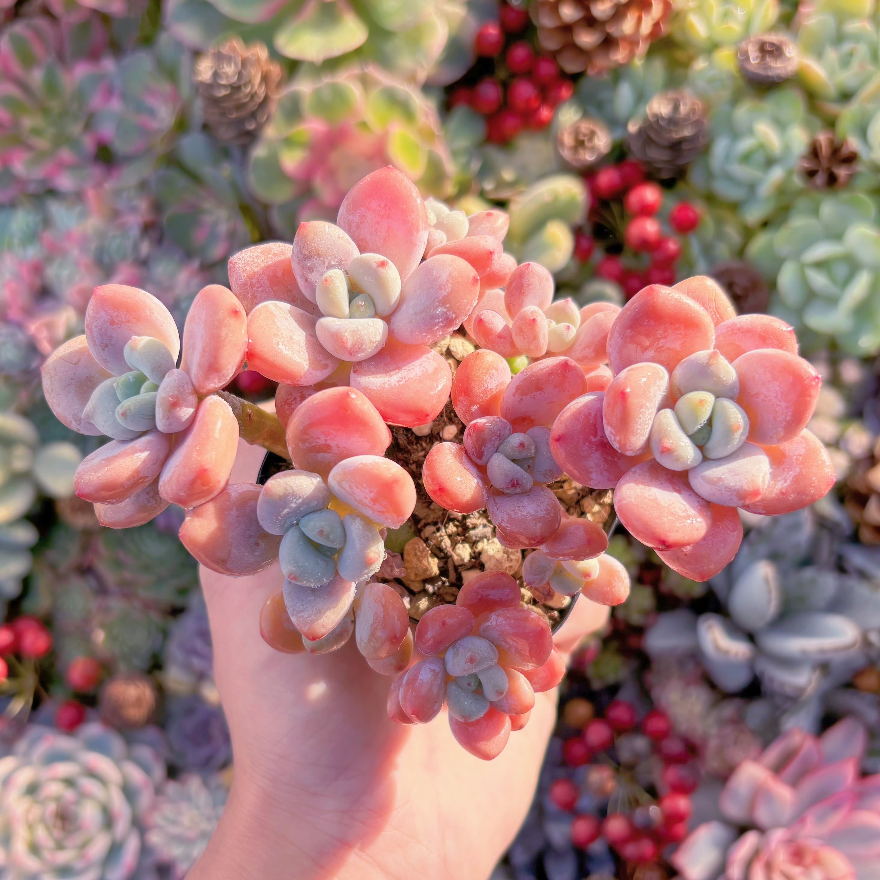 現品　マカロン#F040　群生　るる農園