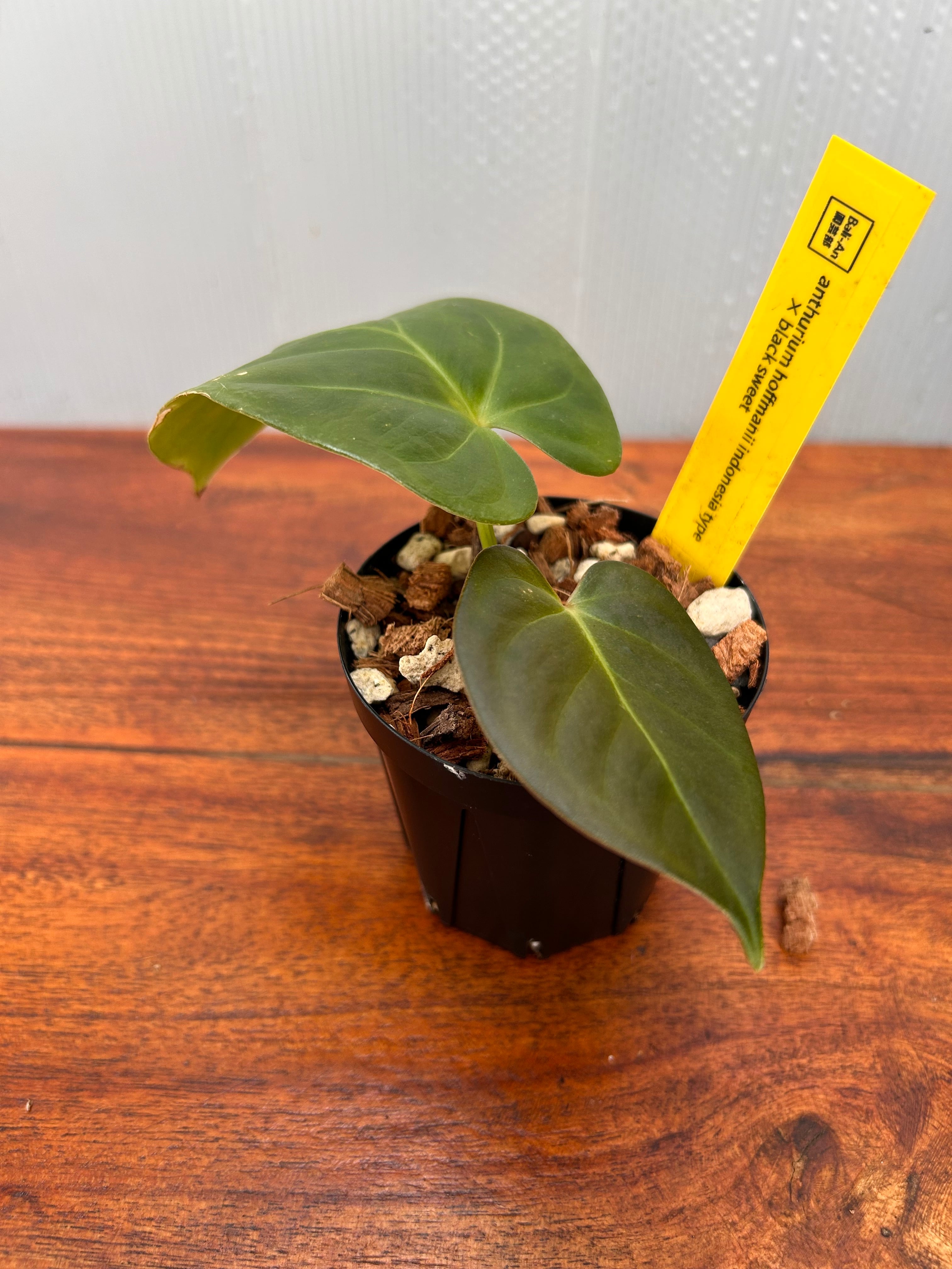 Anthurium | BALI-AN 園芸