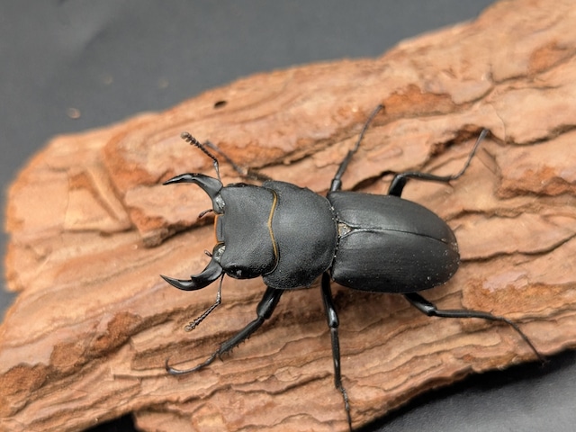 キュウシュウヒメオオクワガタ　♂36ｍｍ♀31ｍｍ