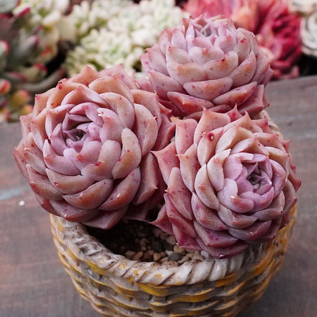 群生【シミュランス 2】エケベリア　韓国多肉