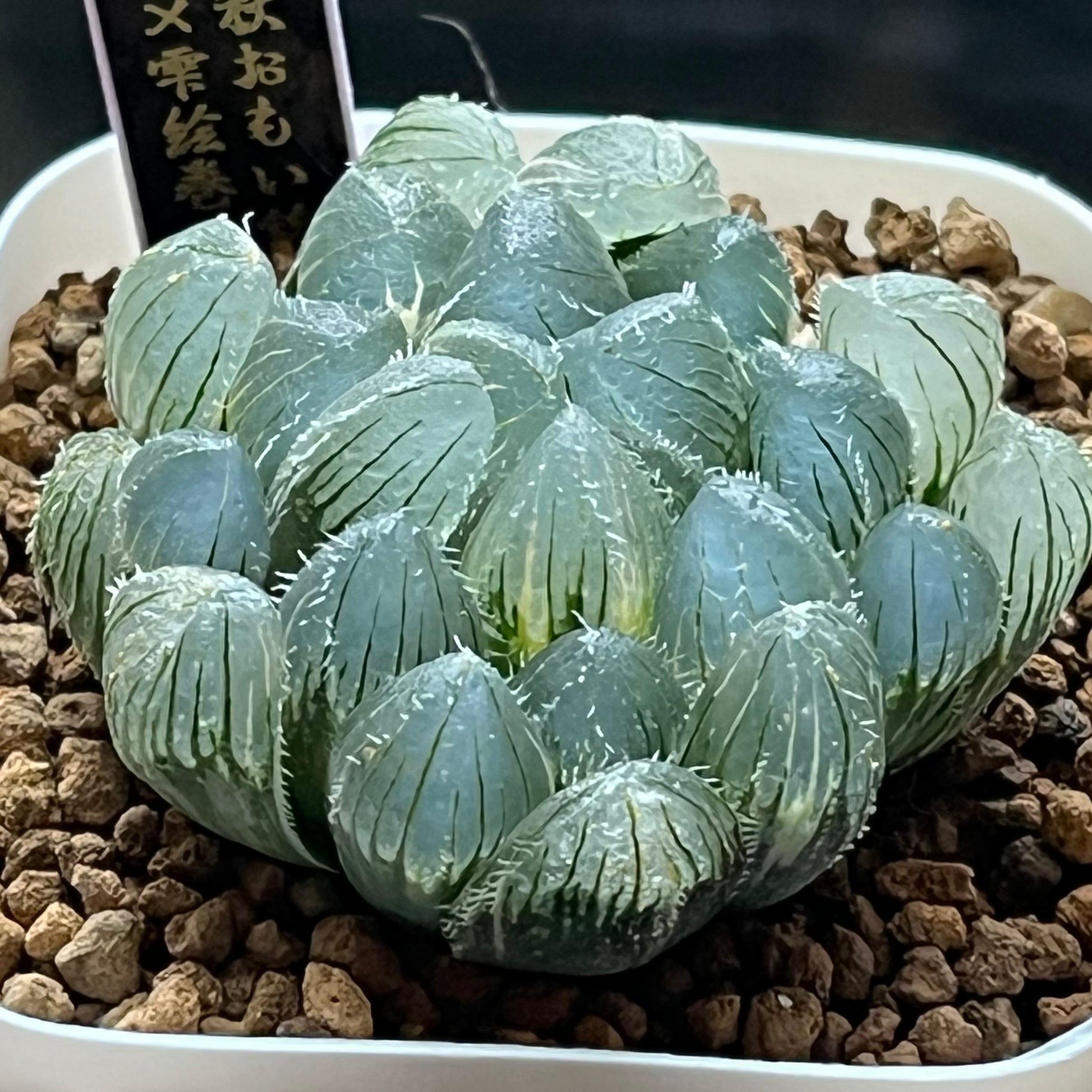 錦 | mocono_plants