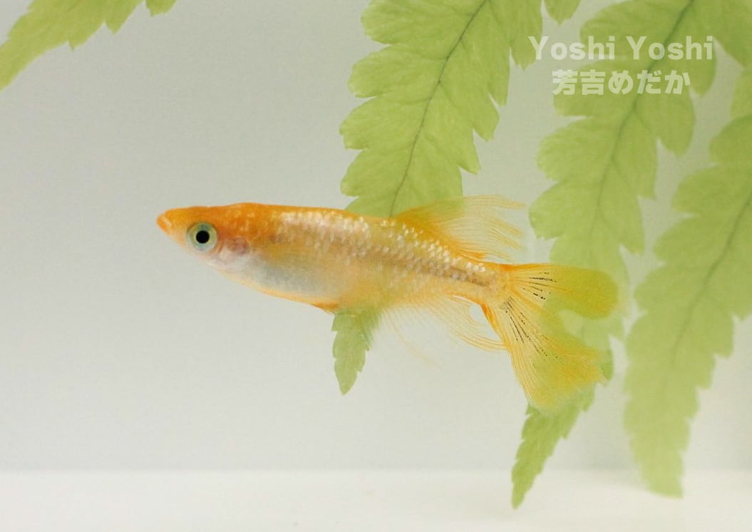 【めだか家作楽】 　極上　黄金べっこうリアルロングフィン　４ペア ◇◇m-style・現物出品 ～ アルテミスリアルロングフィン ～ 4匹