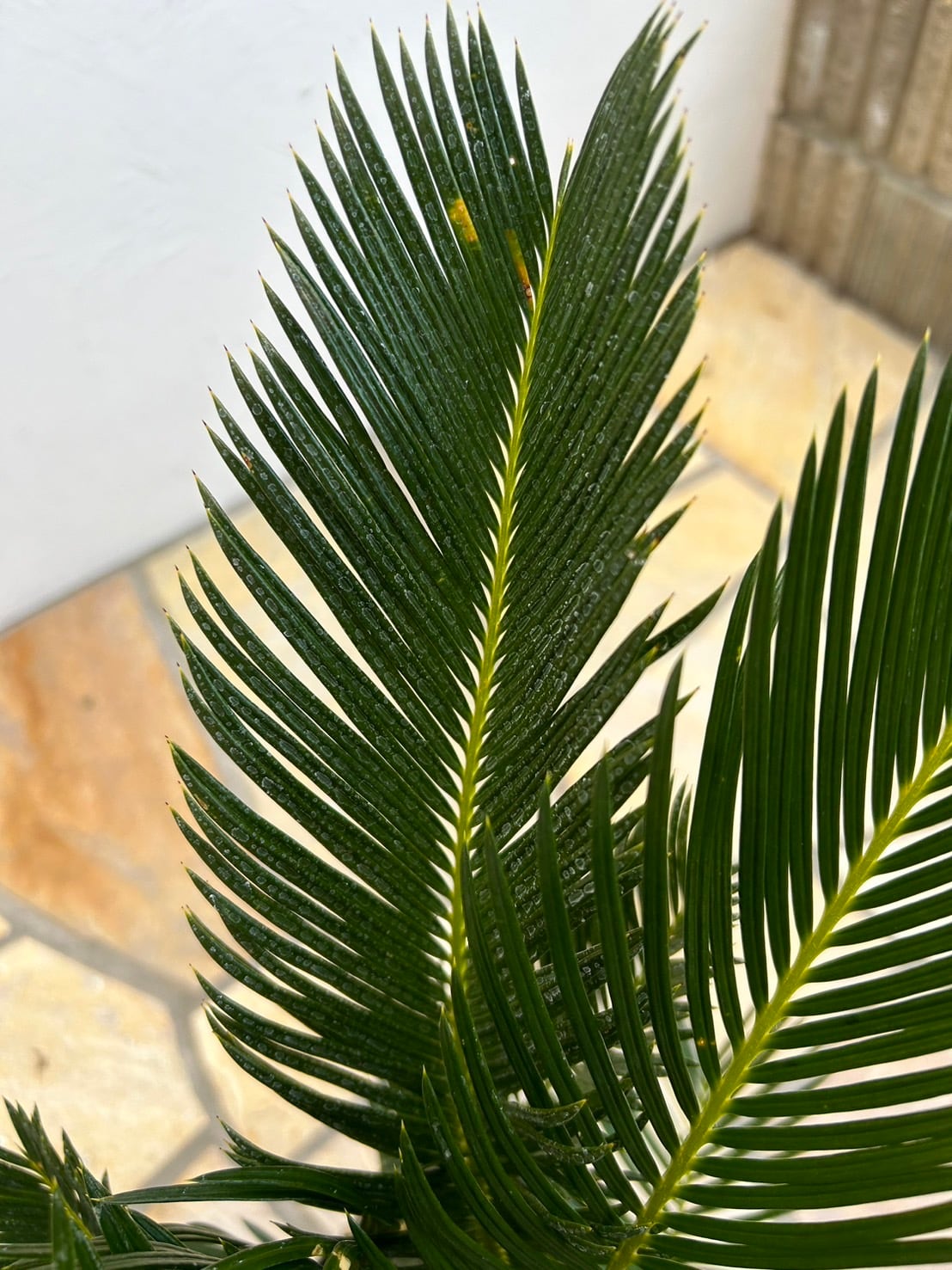 ソテツ 土から50㎝ほど | greencompany