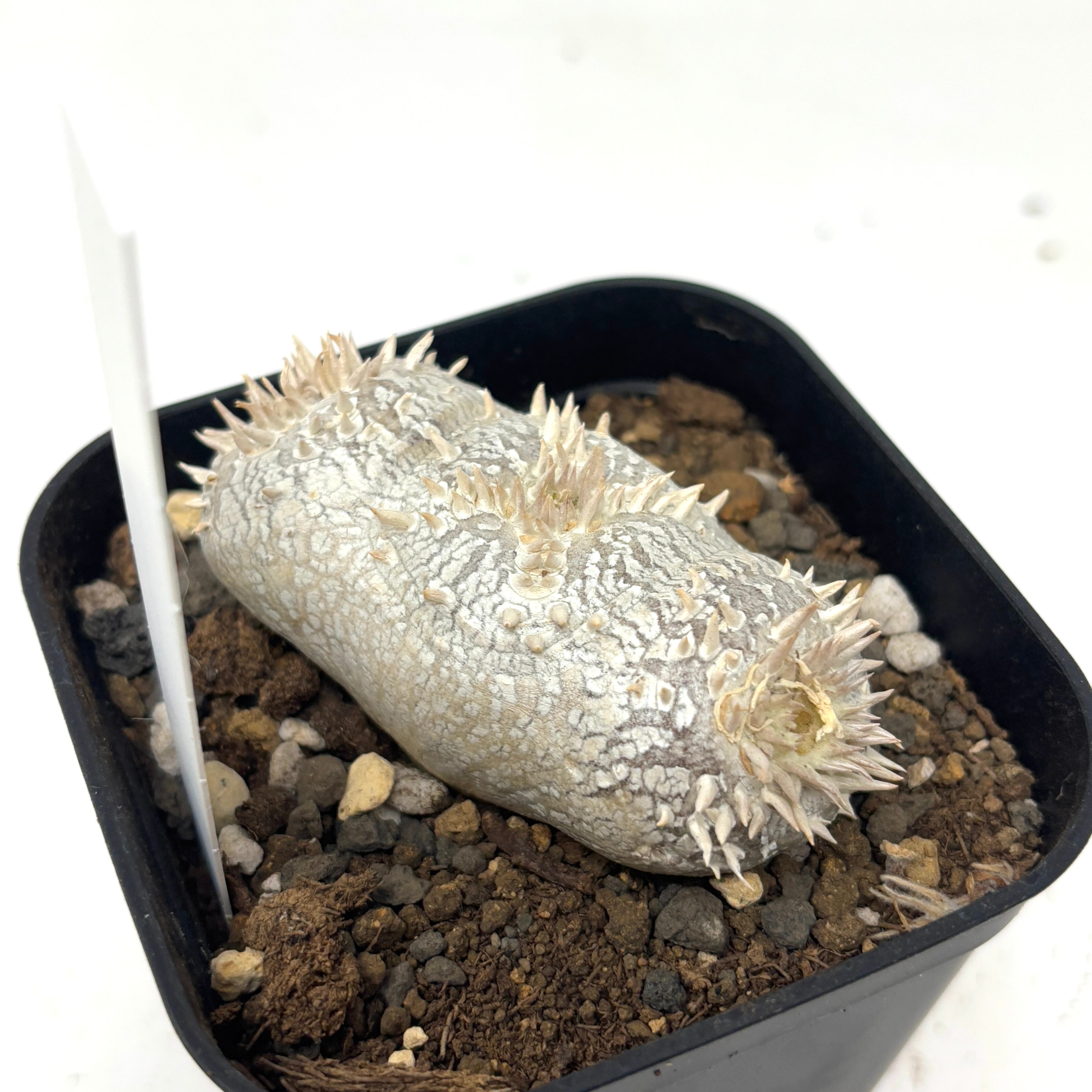 パキポディウム ブレビカウレ(恵比寿笑い) | PROTOLEAF プロトリーフ パキポディウム ブレビカウレ(恵比寿笑い) | PROTOLEAF プロトリーフ