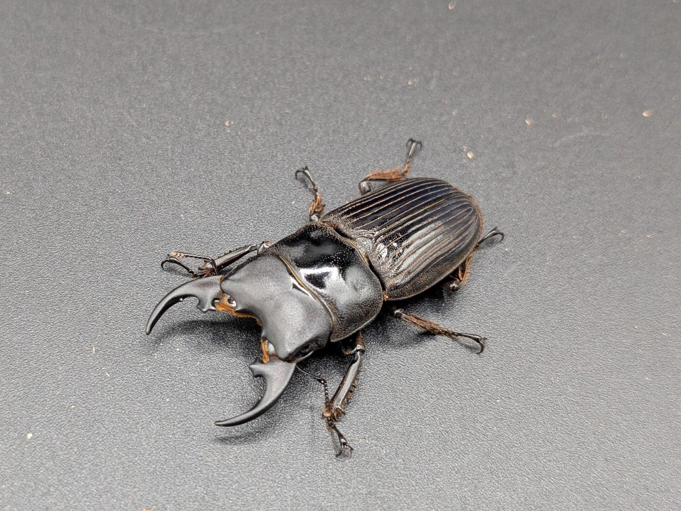 プラティオドンネブト レオポルディ ♂38mm♀27mm