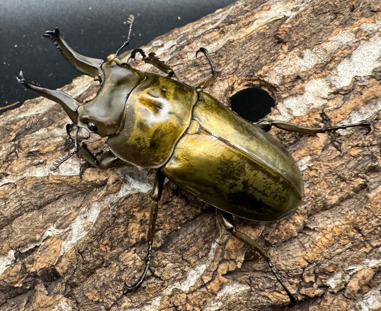 【F0】《ローゼンベルグオウゴンオニ 70mm ペア》