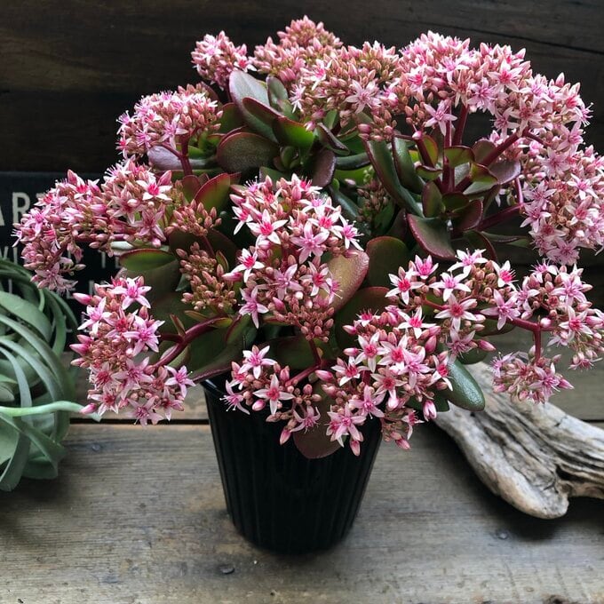 縁起の良い多肉植物「金のなる木」　　（写真R7年5月撮影） 縁起の良い多肉植物「金のなる木」 （写真R7年5月撮影） 縁起