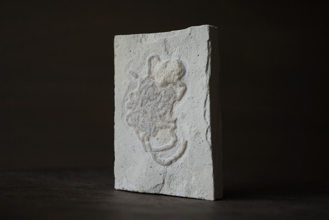 フィッシュ・コプロライト　Coprolite 870