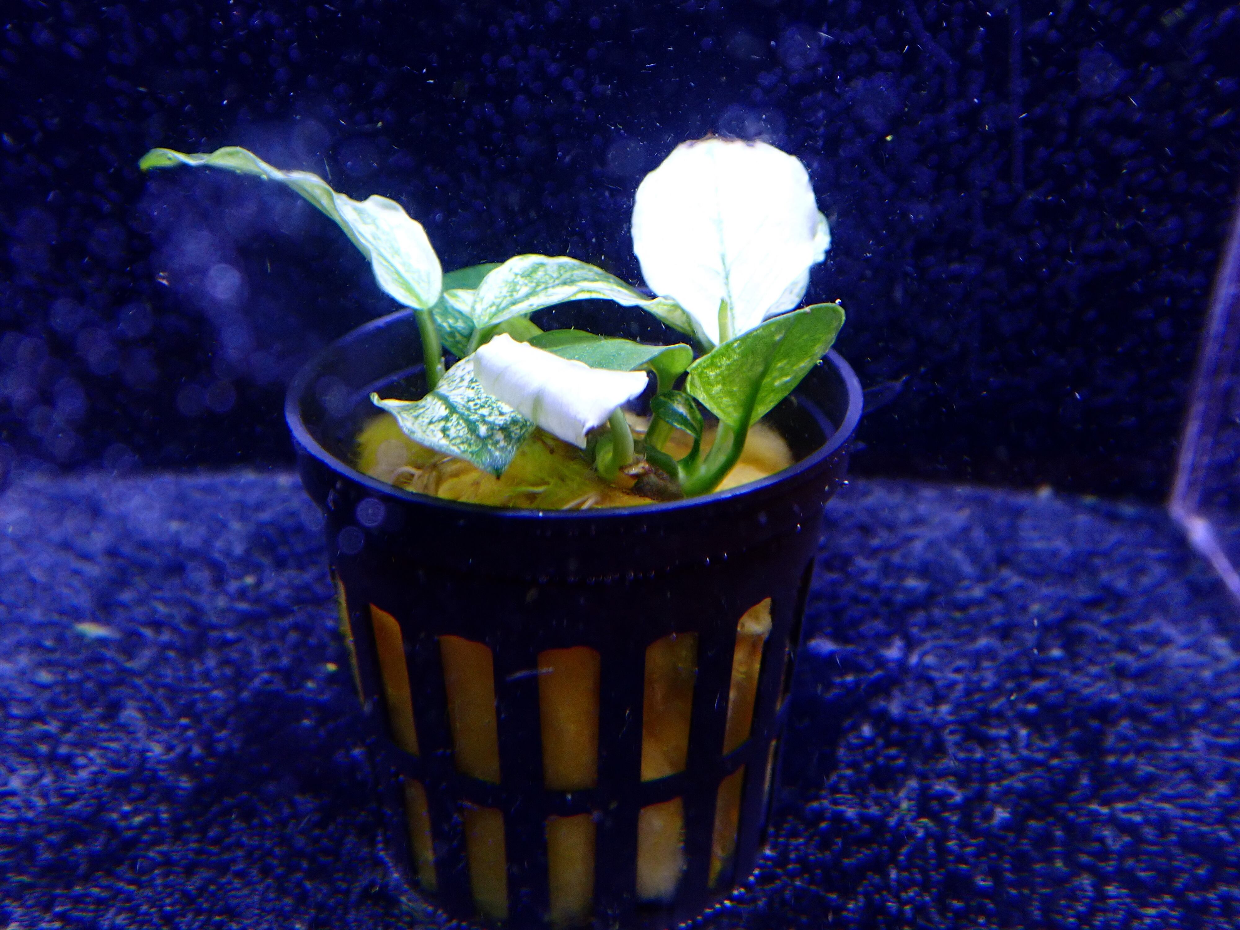 植物 | AQUA SHOP sprout