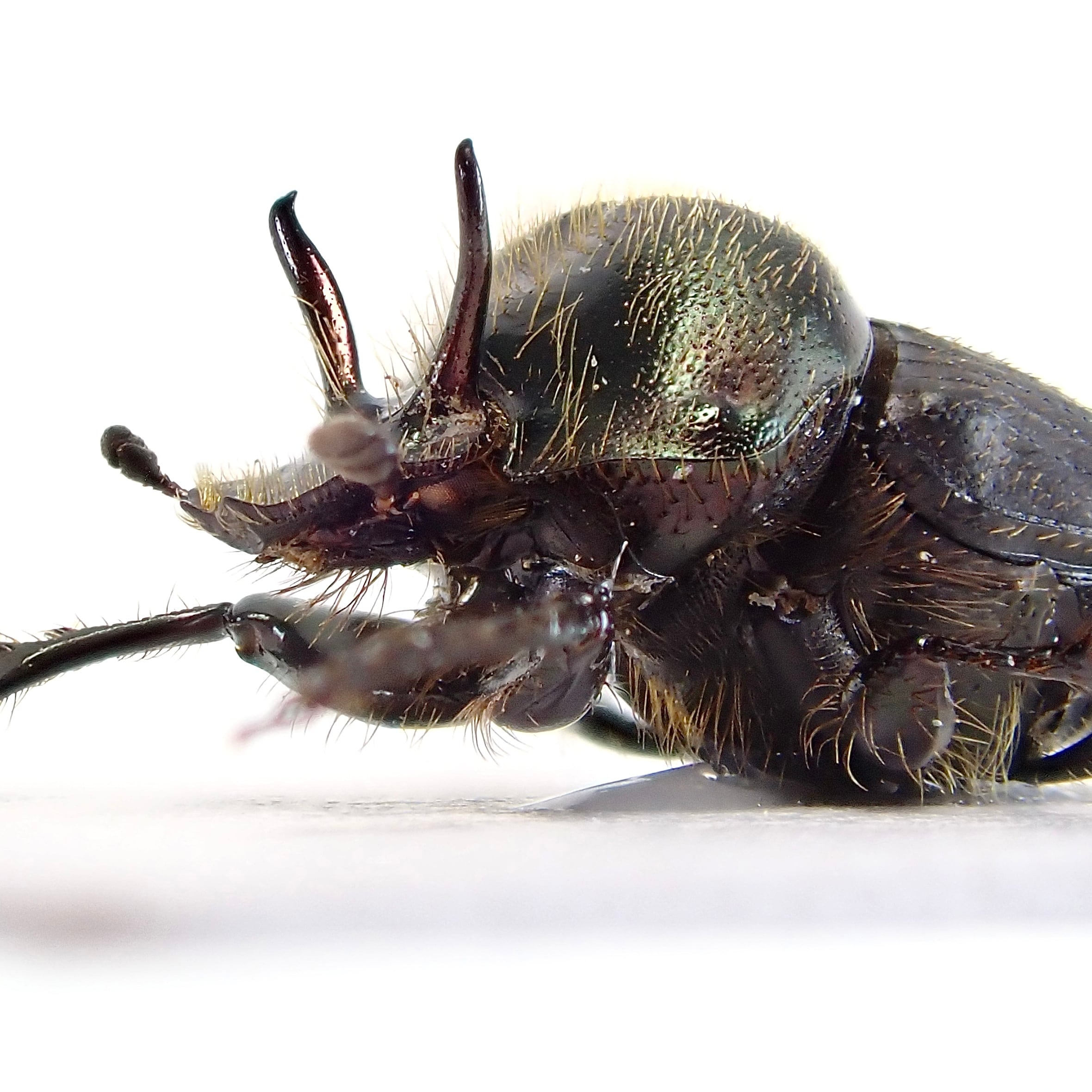昆虫標本 西オーストラリア Gagatophorus schoenherri 雌 オーストラリア産 Onthophagus sp. ♂ 7mm | 昆虫標本 Diggers & Rollers