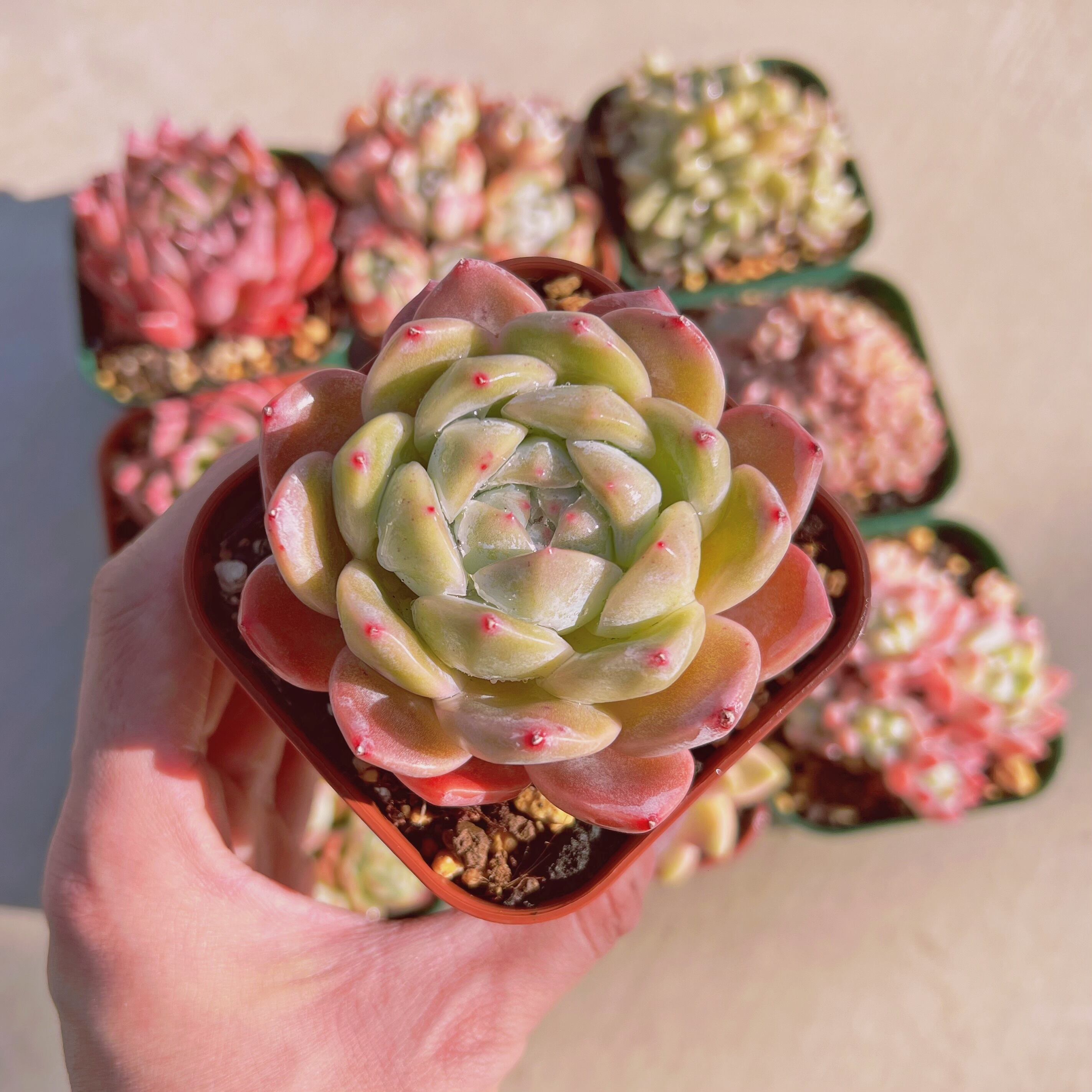 セットP(1月26日base販売会)