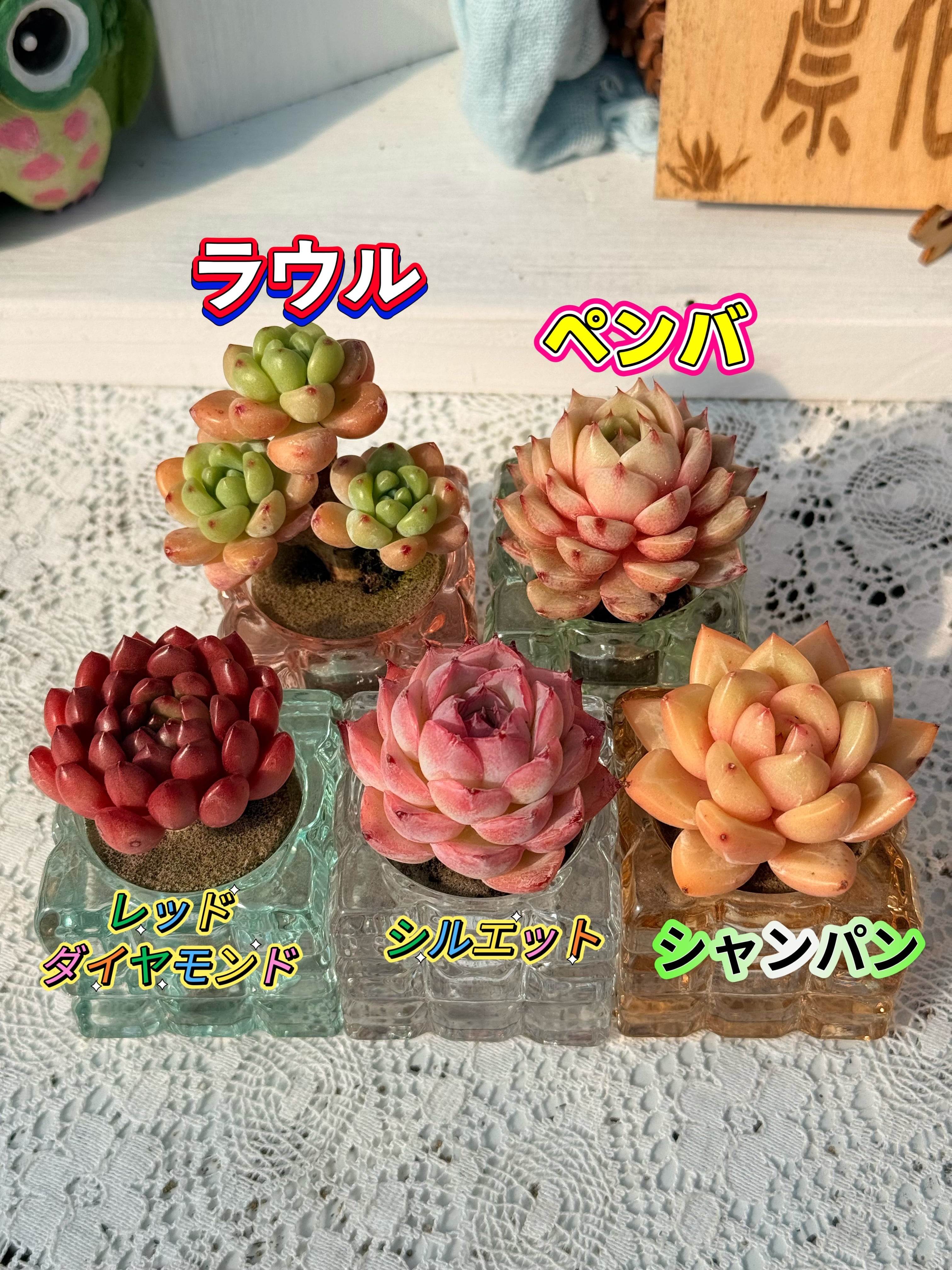 凛華様。多肉植物。 五点 凛花ガーデン
